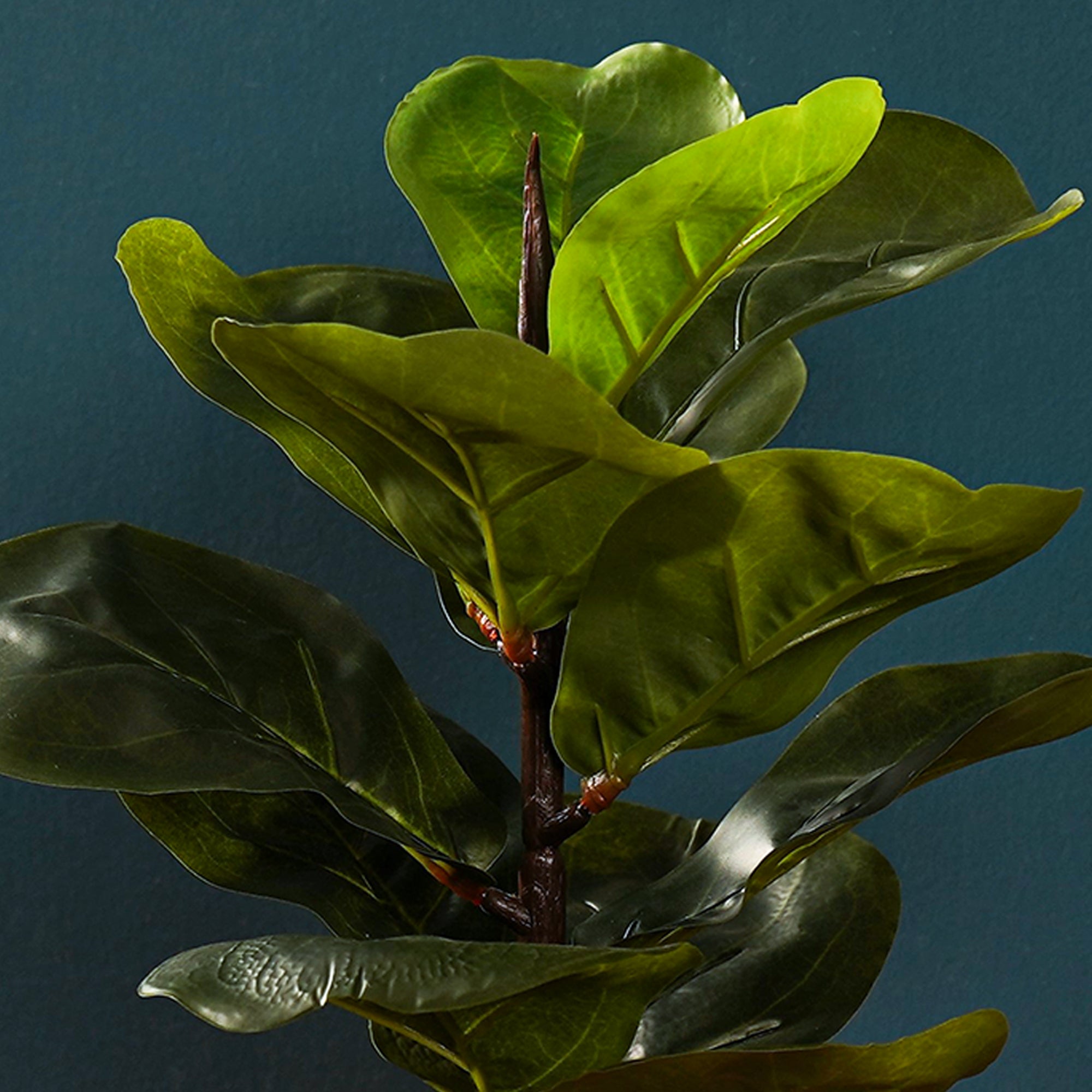 FiddleLeaf - The Artment