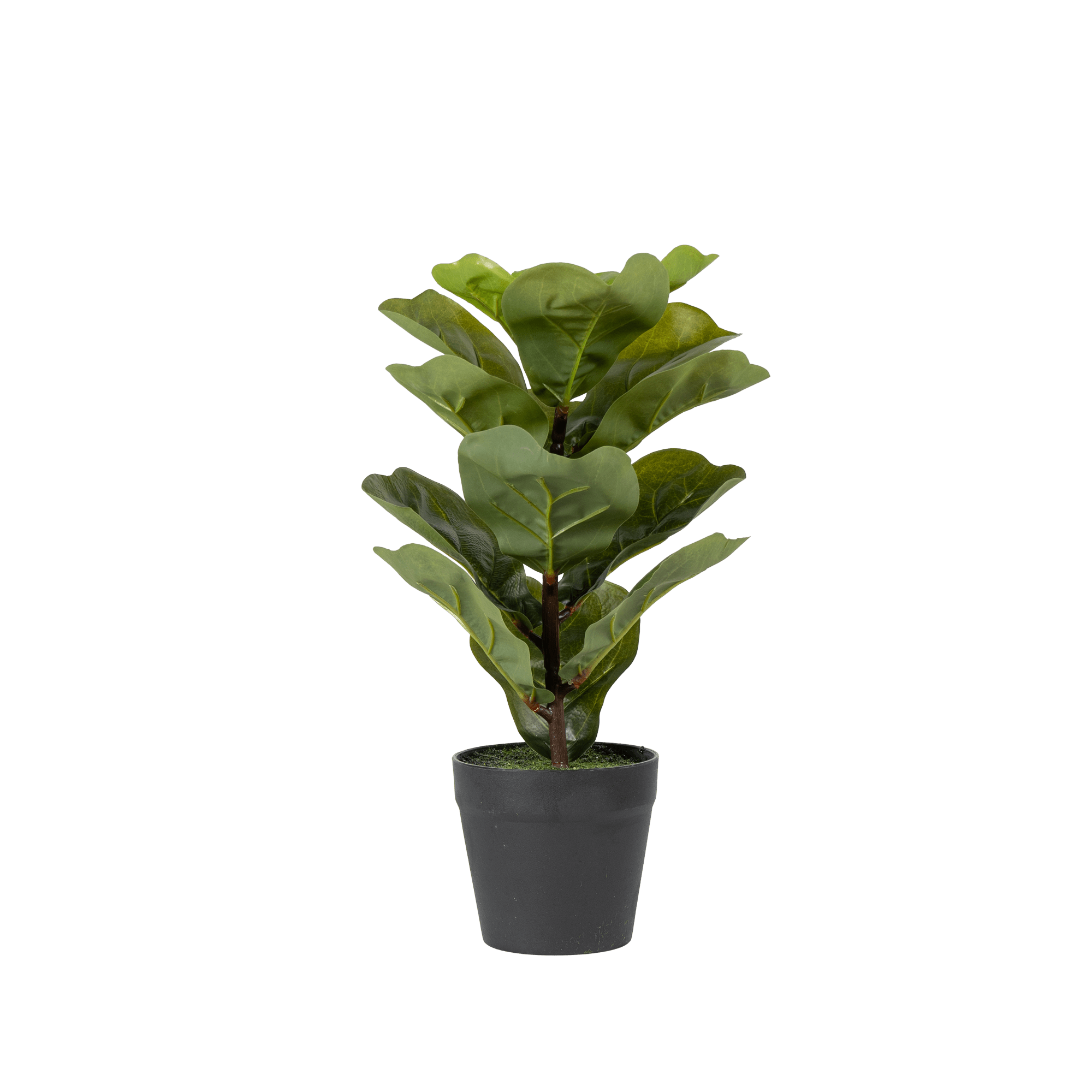 FiddleLeaf - The Artment