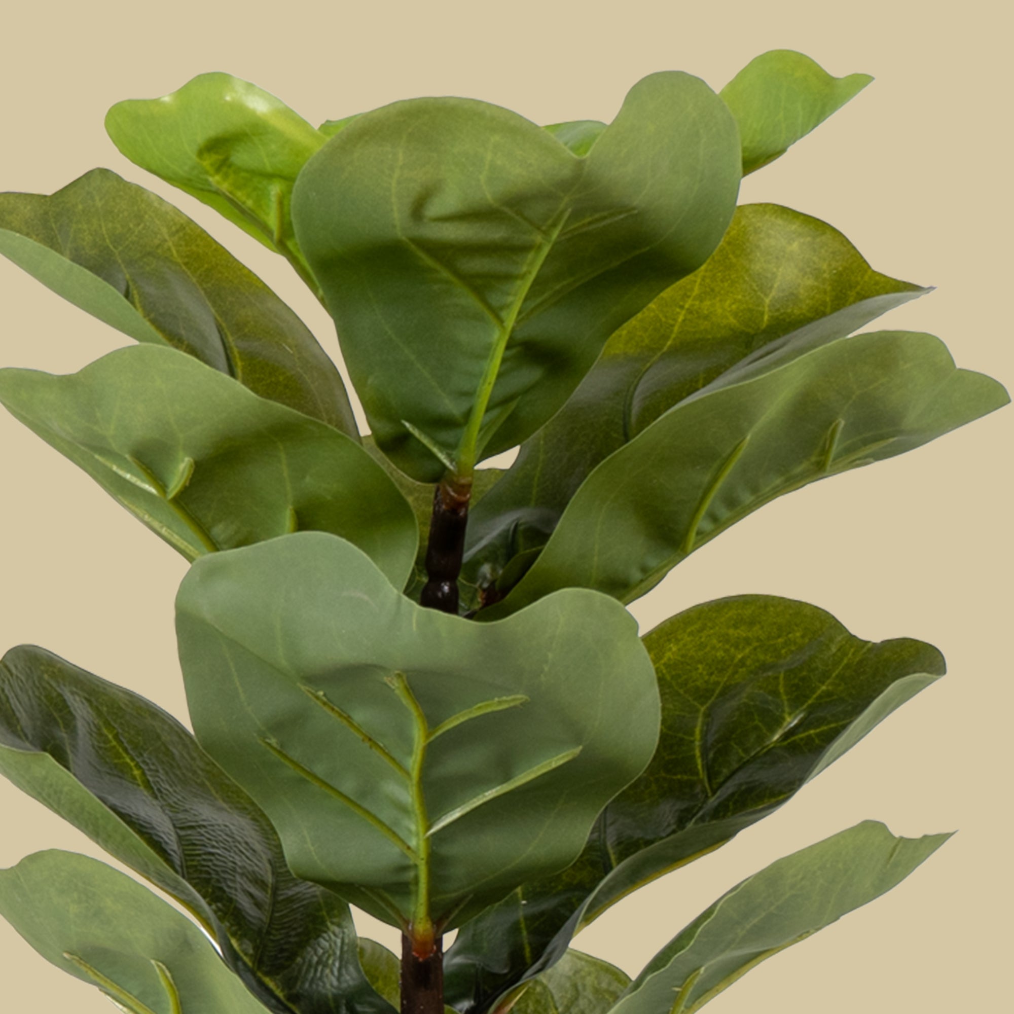 FiddleLeaf - The Artment