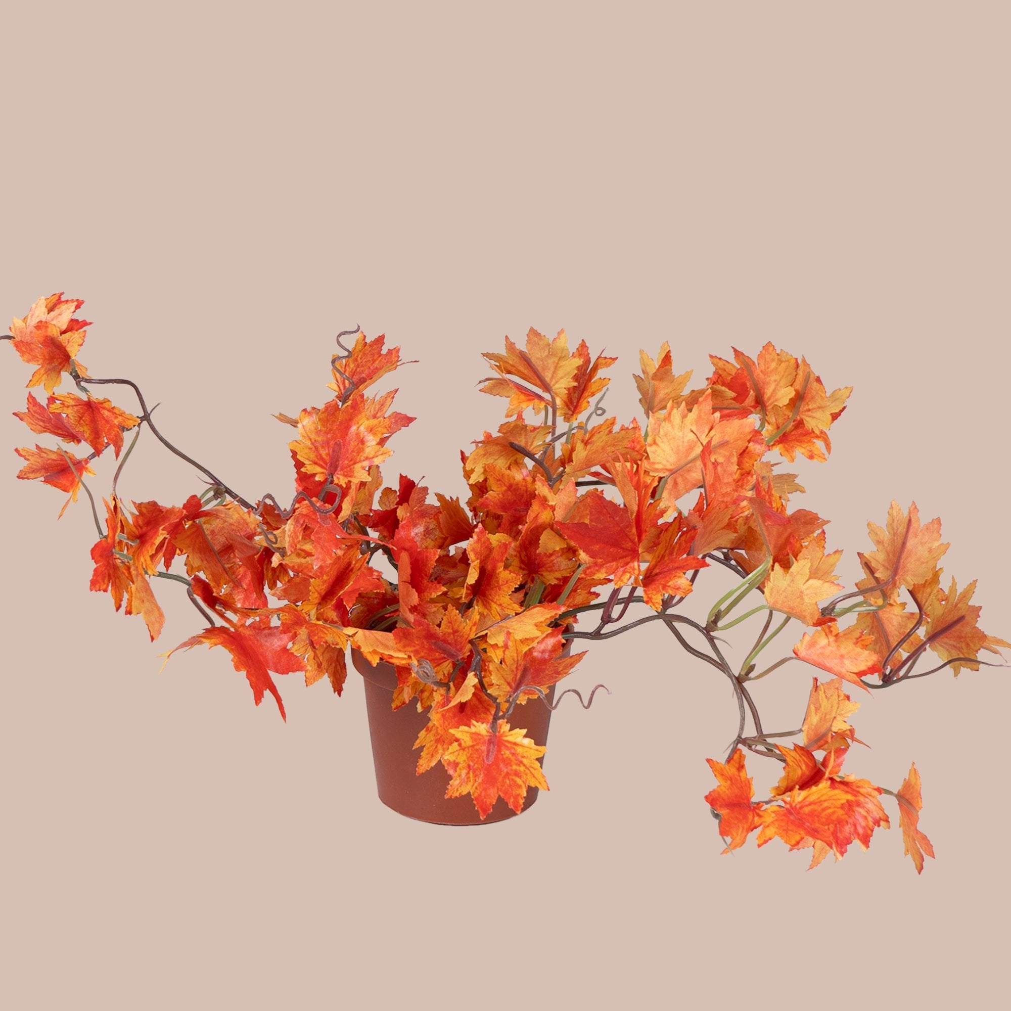 German Maple - The Artment