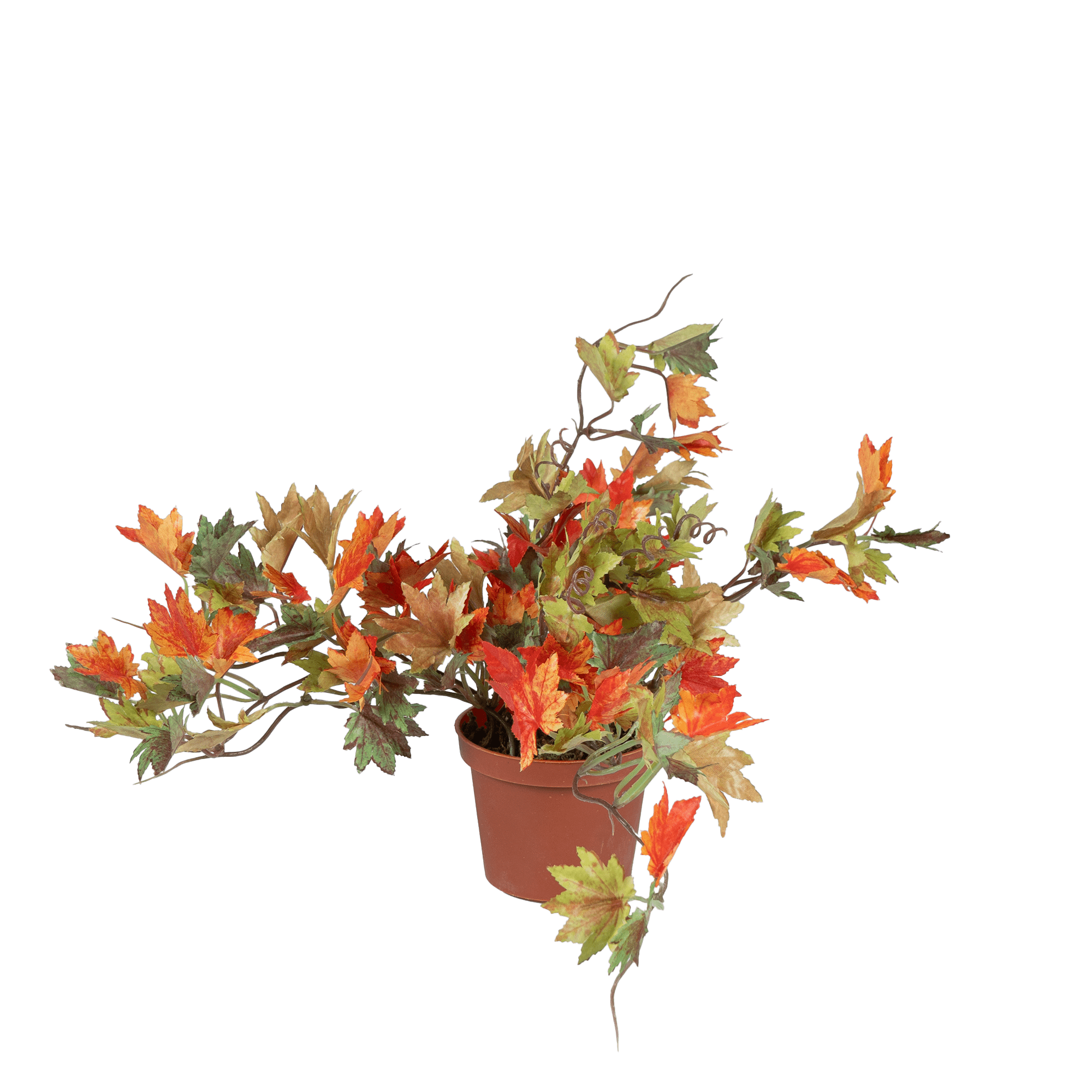 German Maple - The Artment