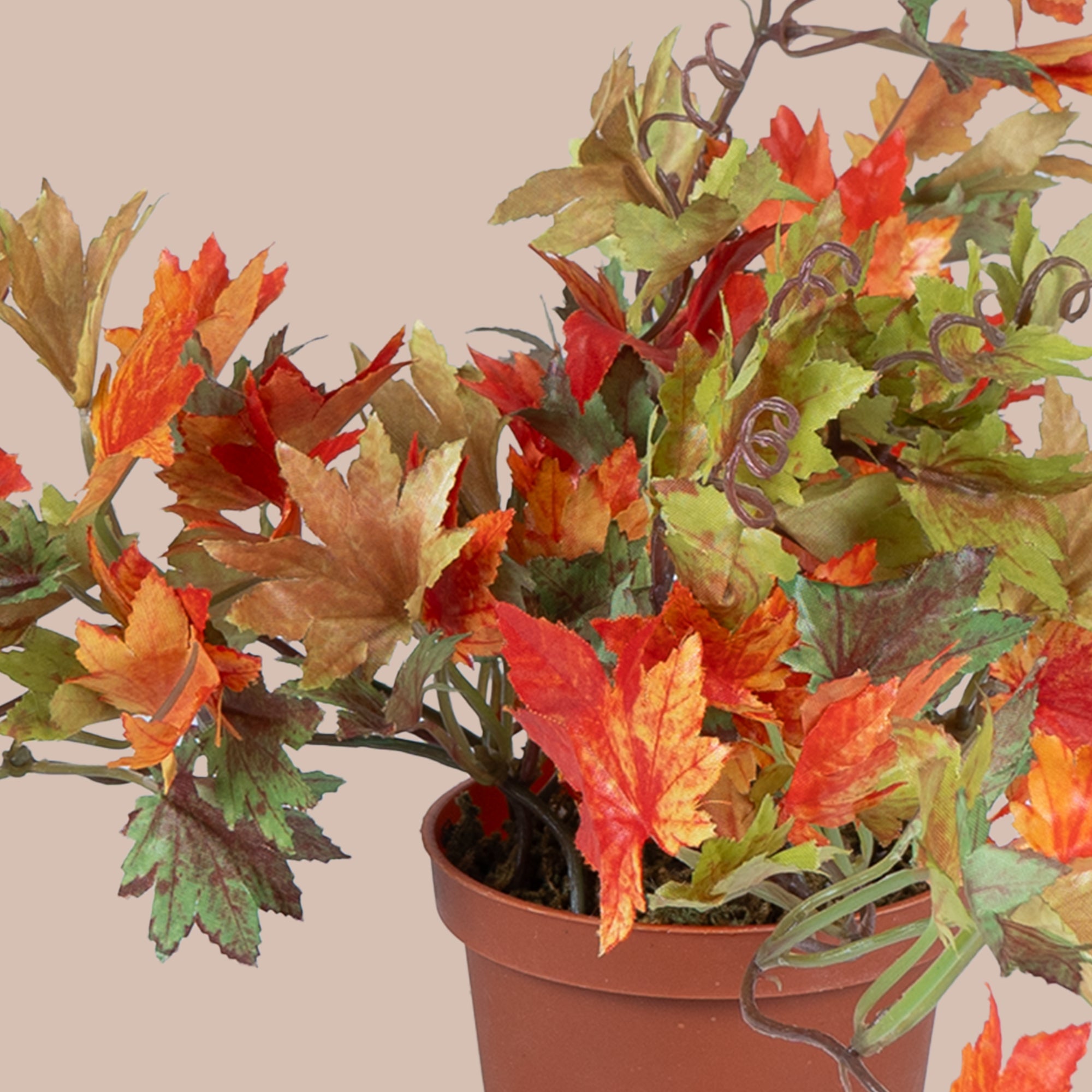 German Maple - The Artment