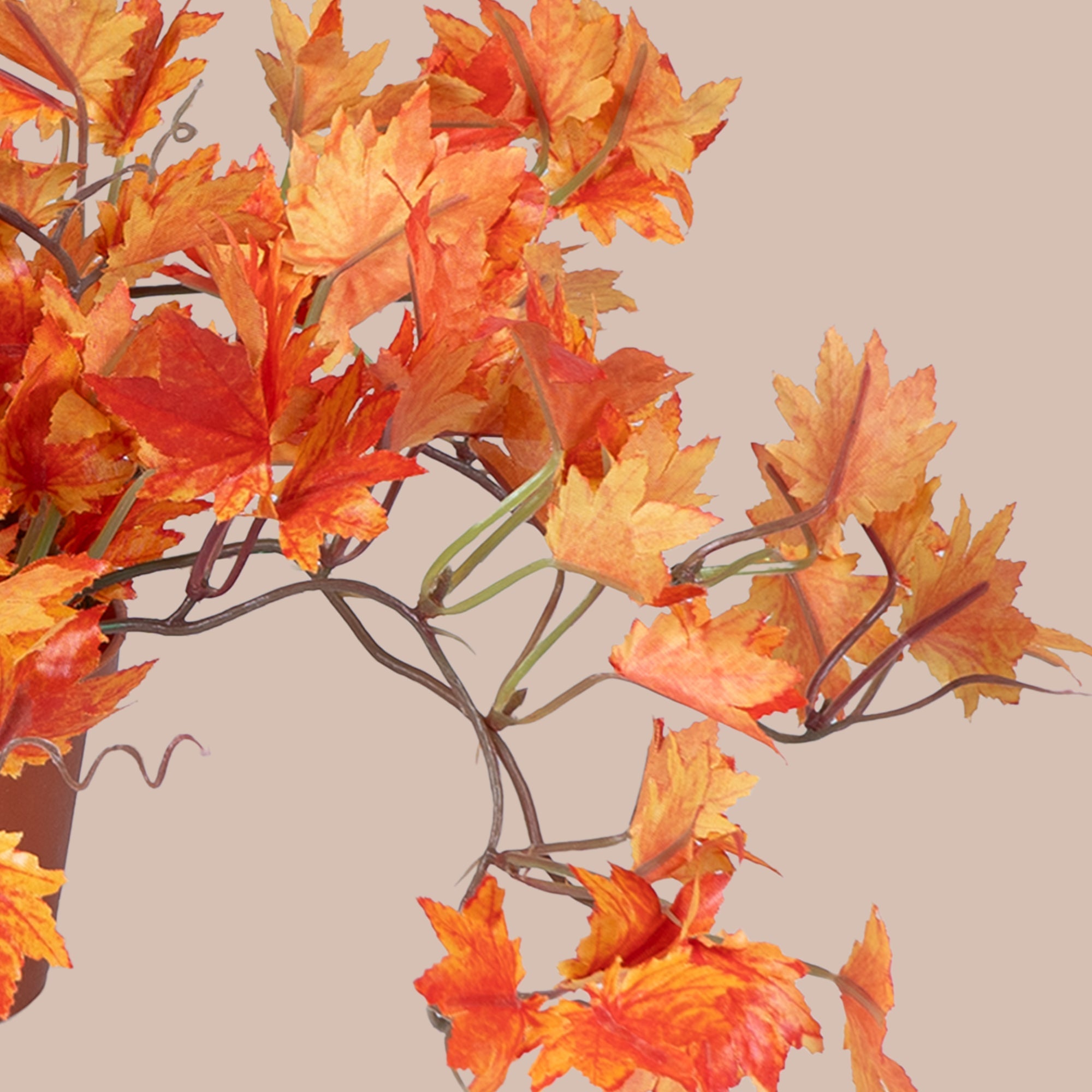German Maple - The Artment