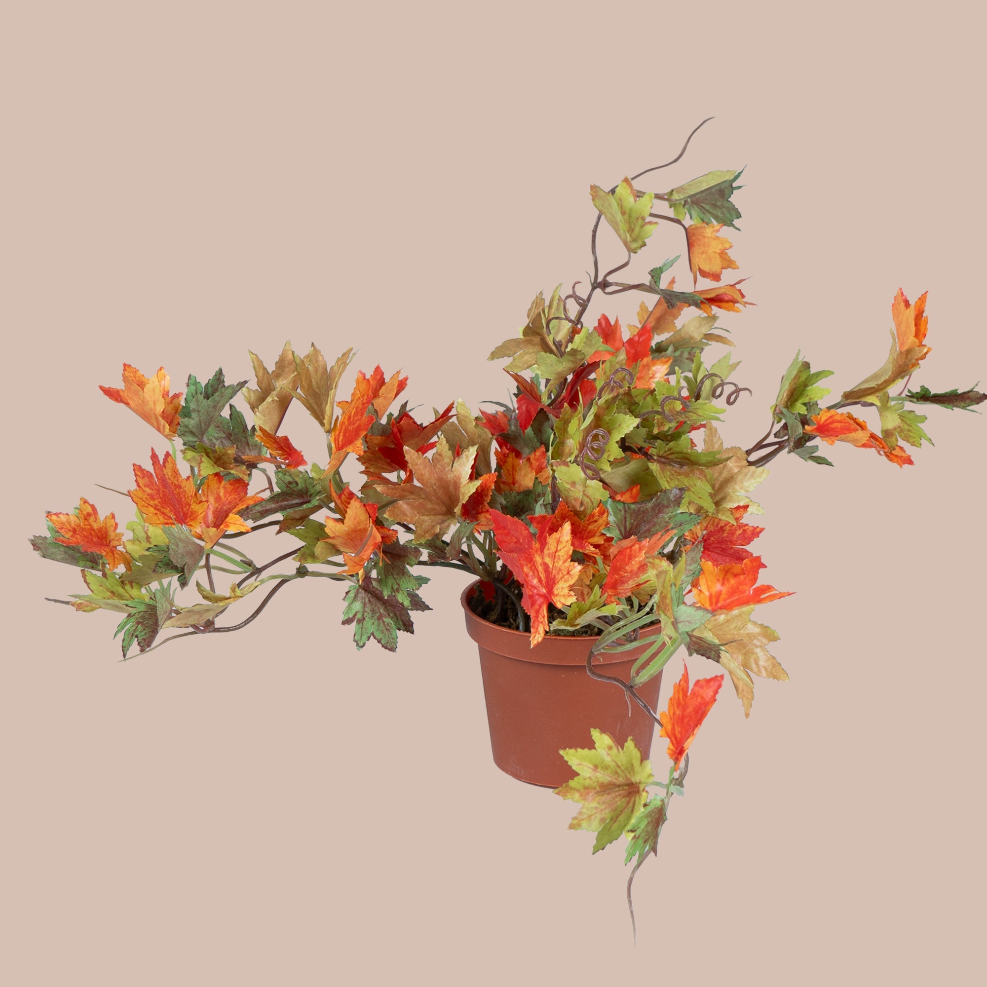 German Maple - The Artment