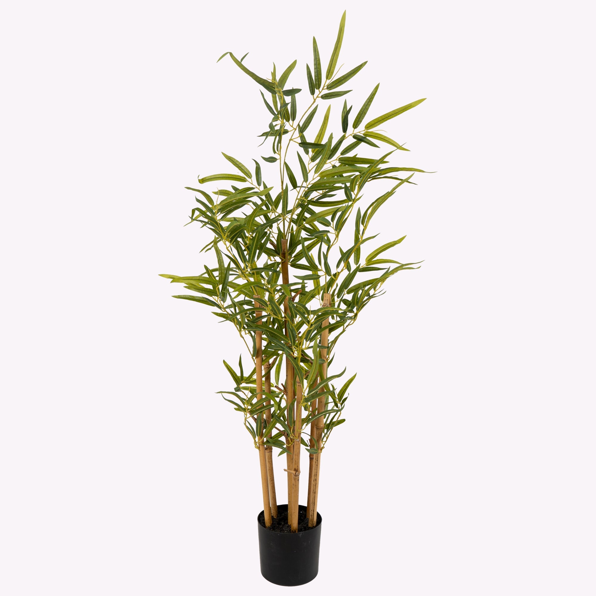 Golden Bamboo Plant - The Artment