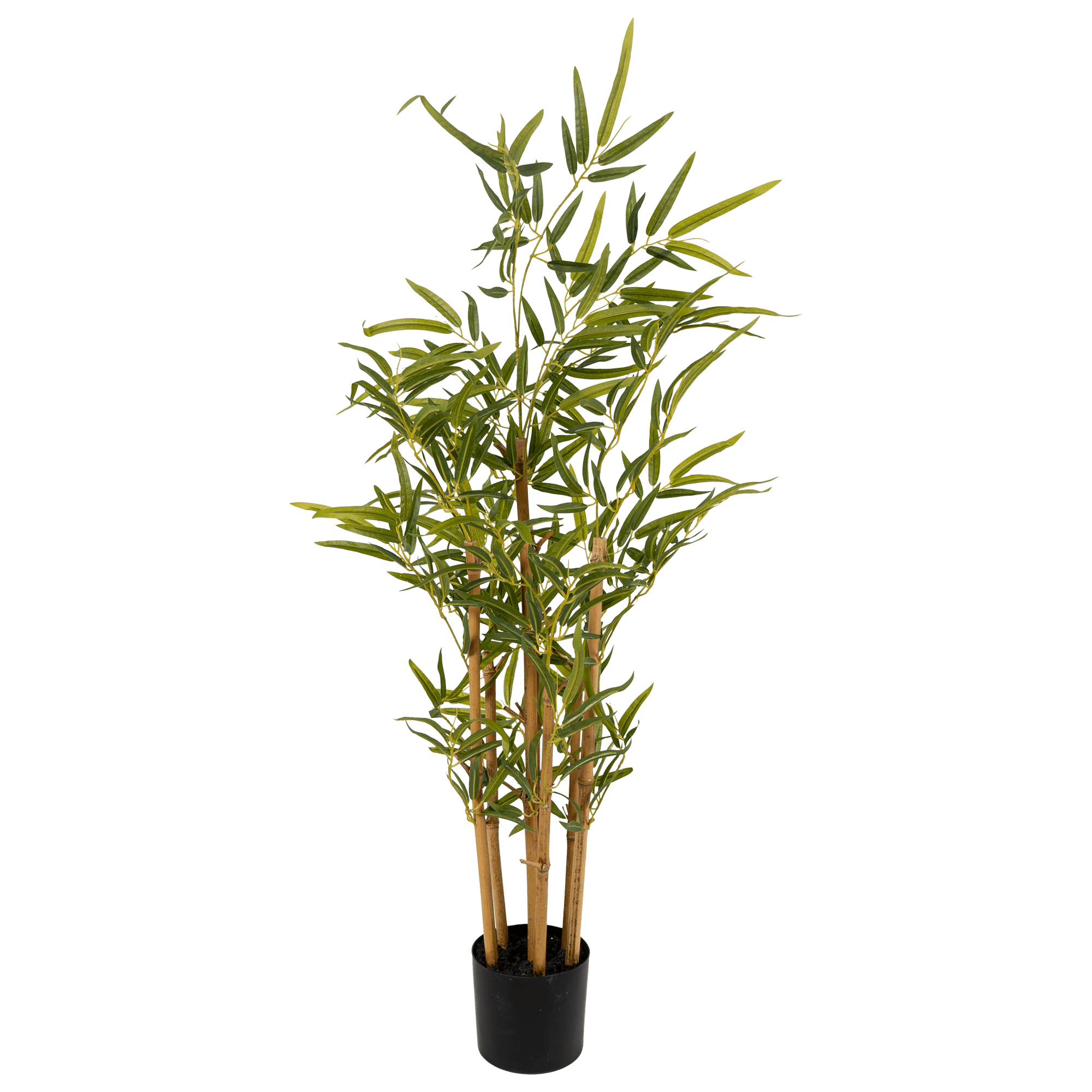 Golden Bamboo Plant - The Artment