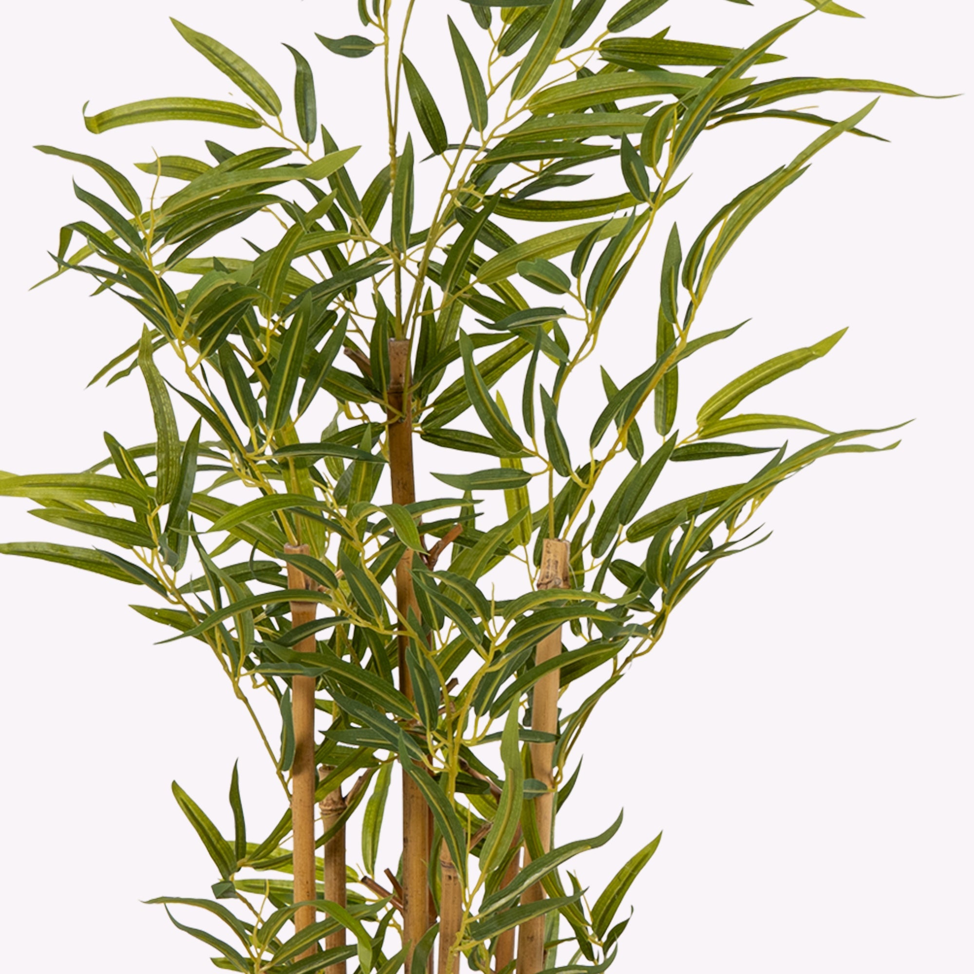 Golden Bamboo Plant - The Artment