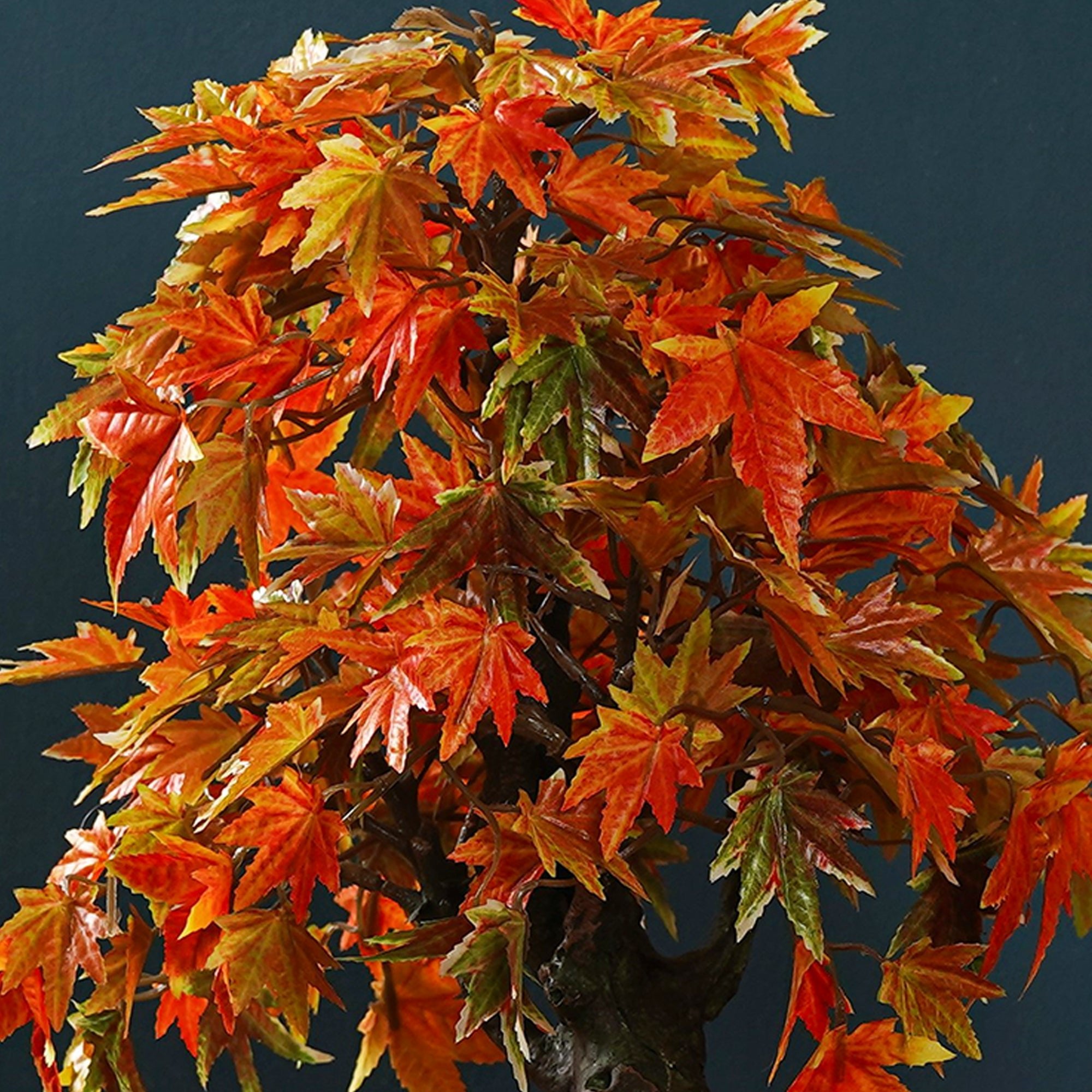 Japanese Maple Bonsai Plant - The Artment