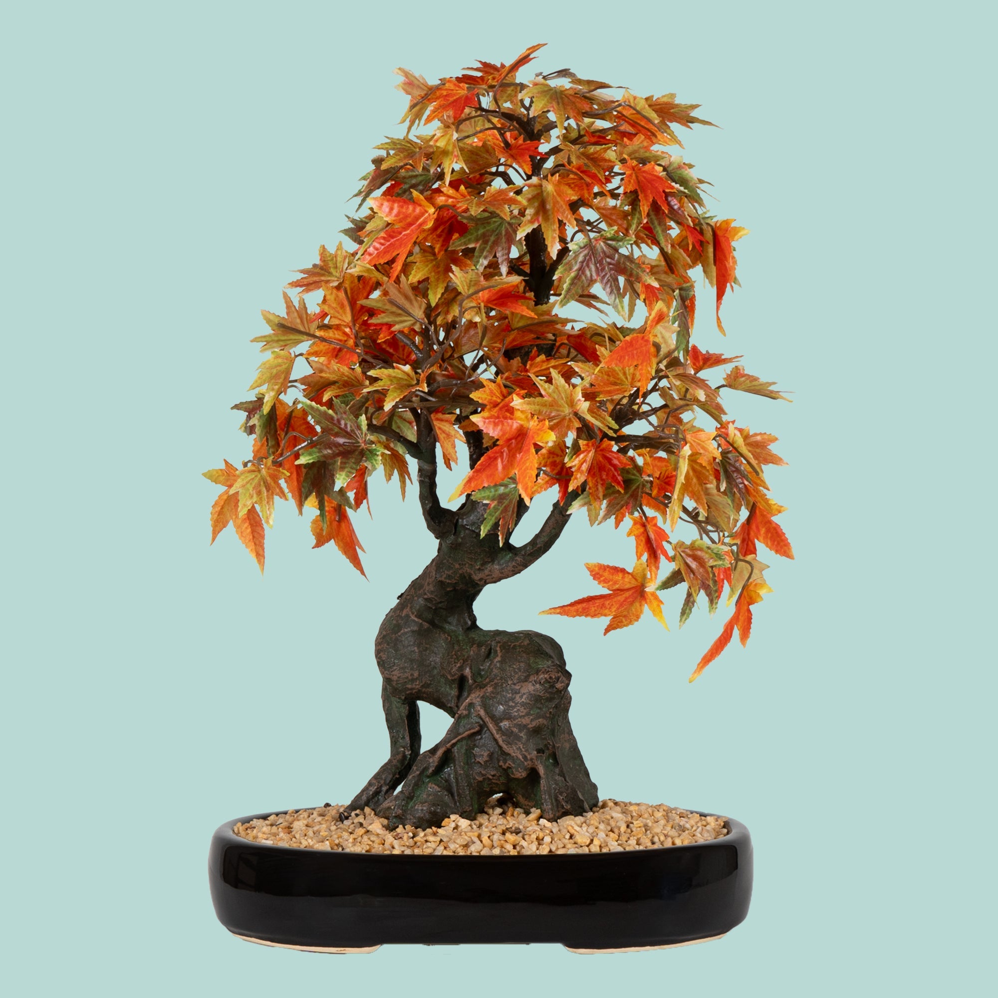 Japanese Maple Bonsai Plant - The Artment