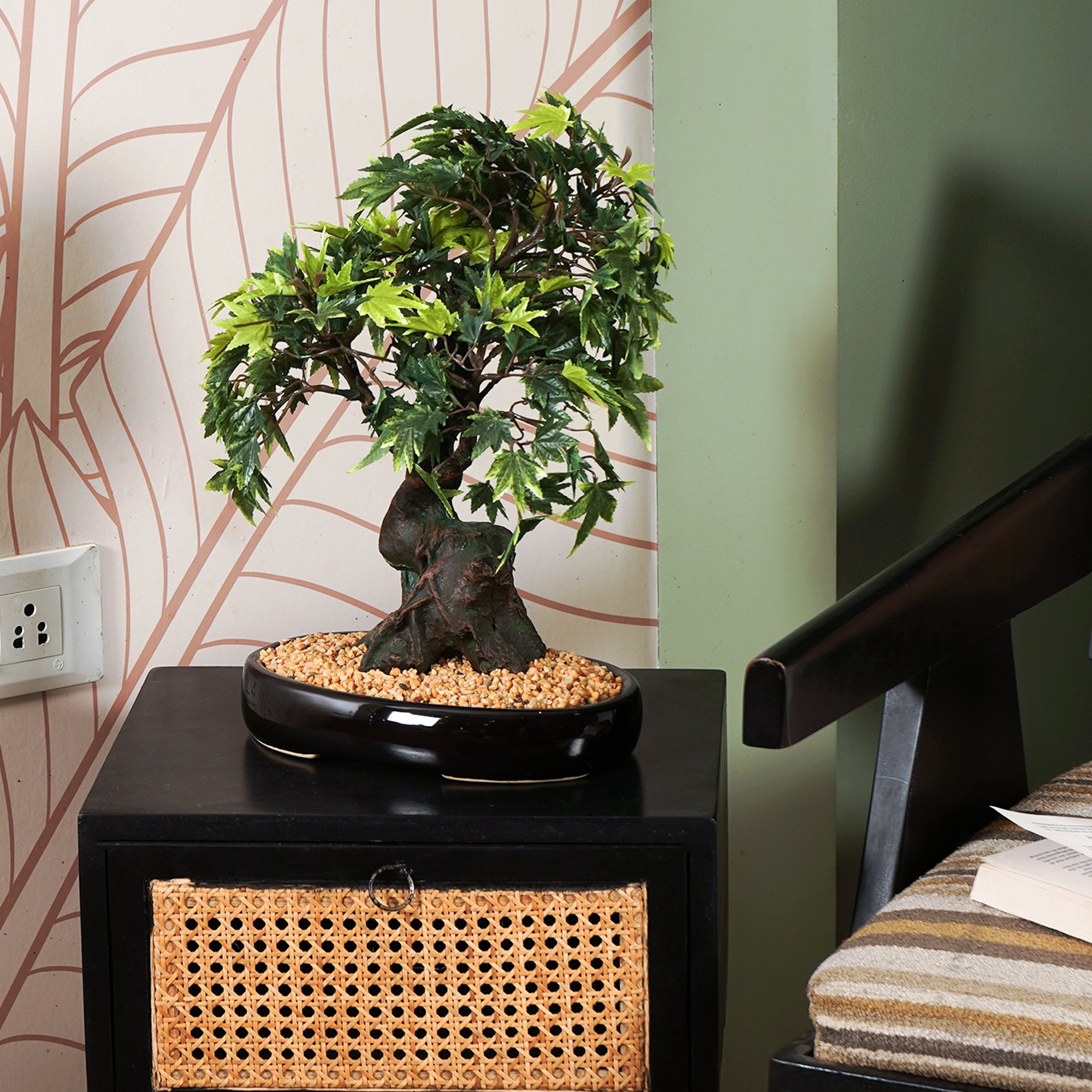 Japanese Maple Bonsai Plant - The Artment