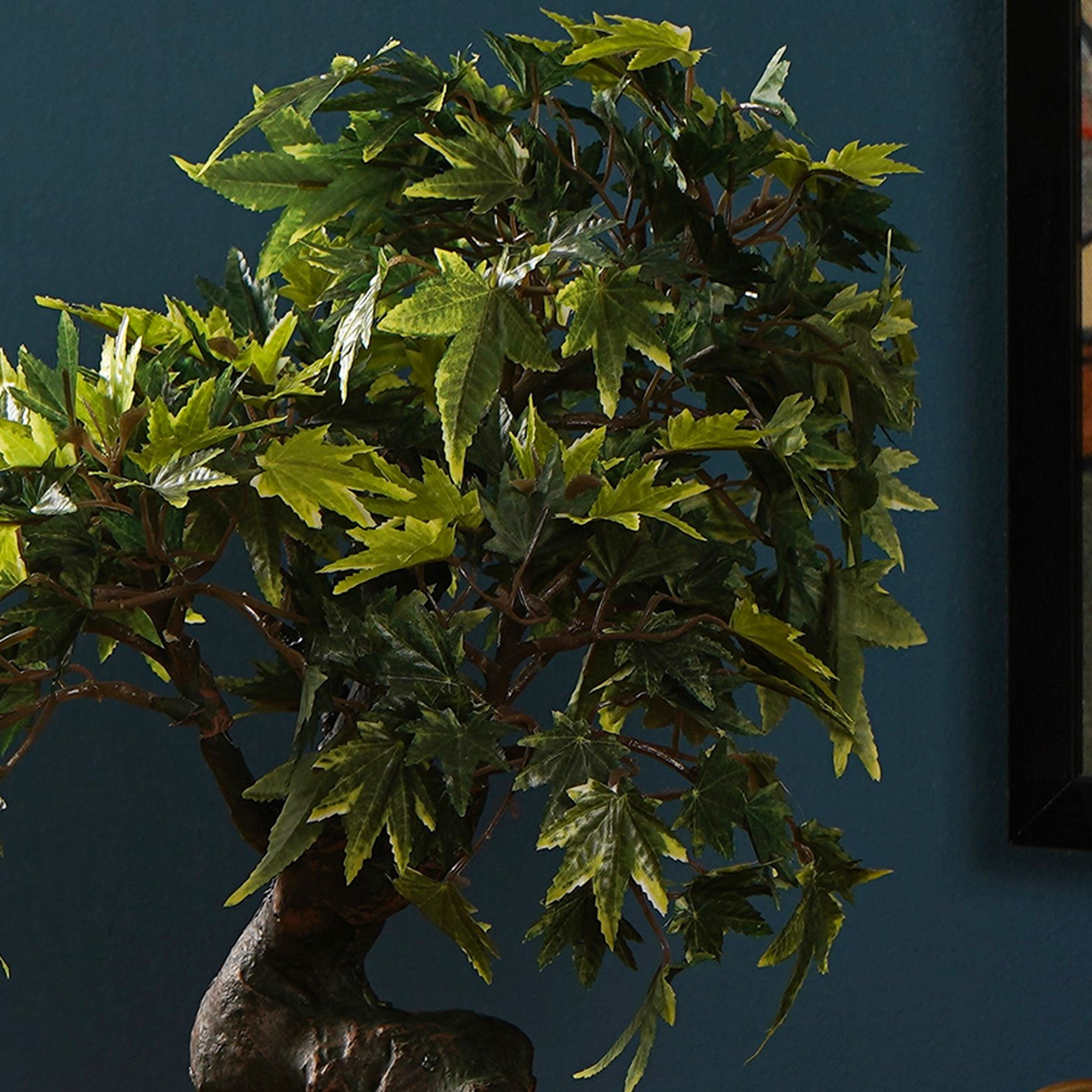 Japanese Maple Bonsai Plant - The Artment