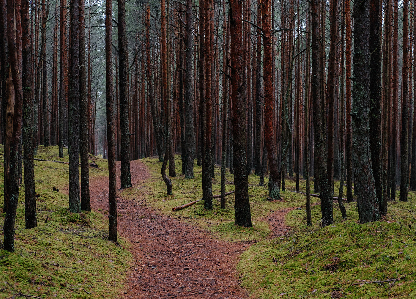 A lush forest with tall, thin trees and a forked path on the moss-covered ground.