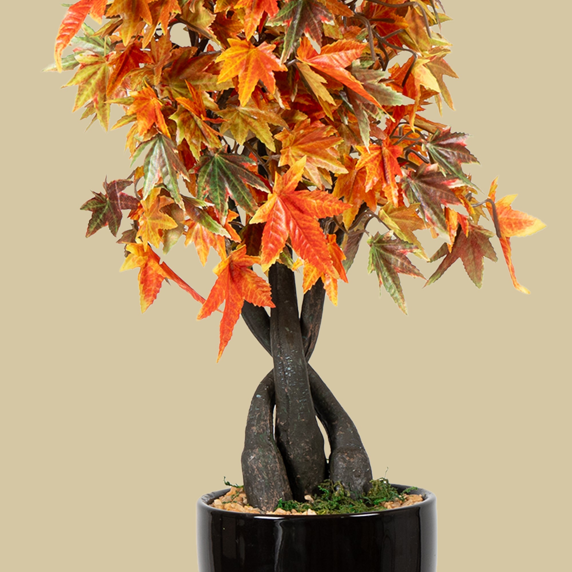 Maple Bonsai Plant - The Artment