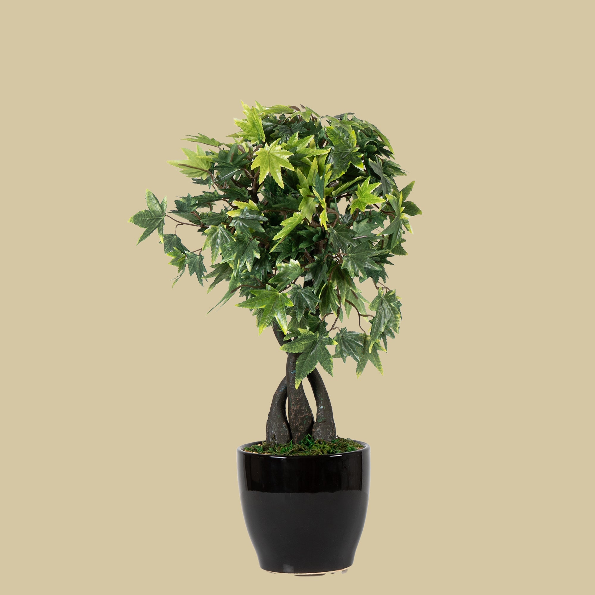 Maple Bonsai Plant - The Artment