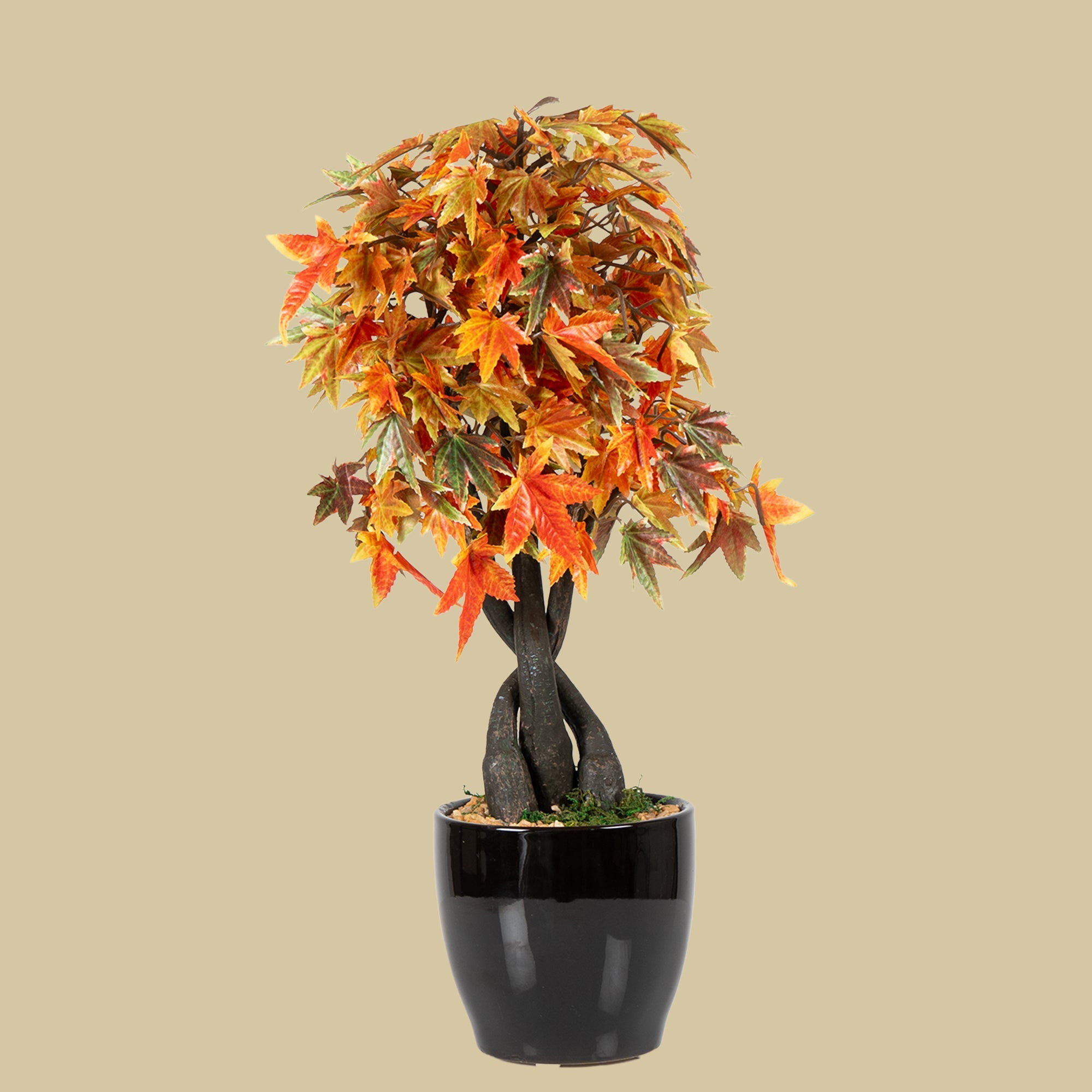 Maple Bonsai Plant - The Artment
