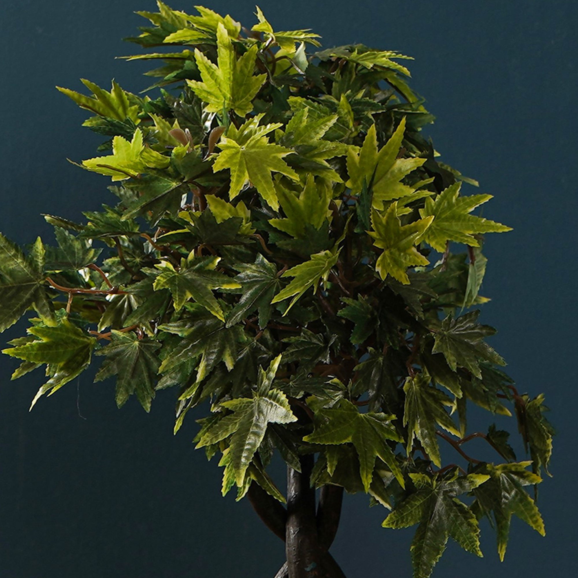 Maple Bonsai Plant - The Artment