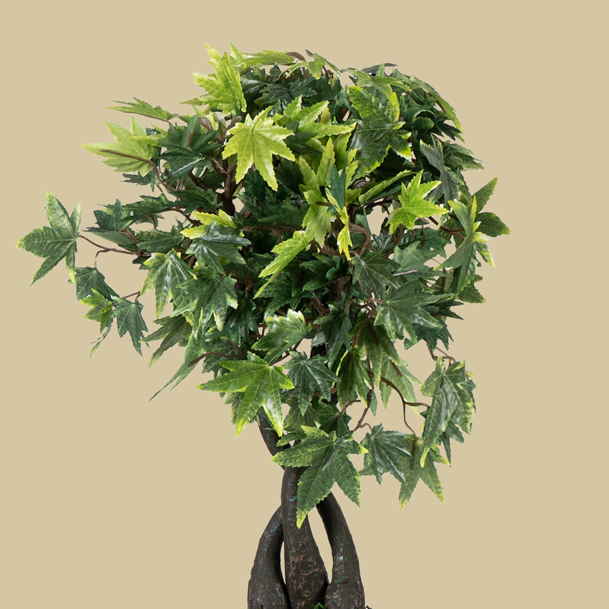 Maple Bonsai Plant - The Artment