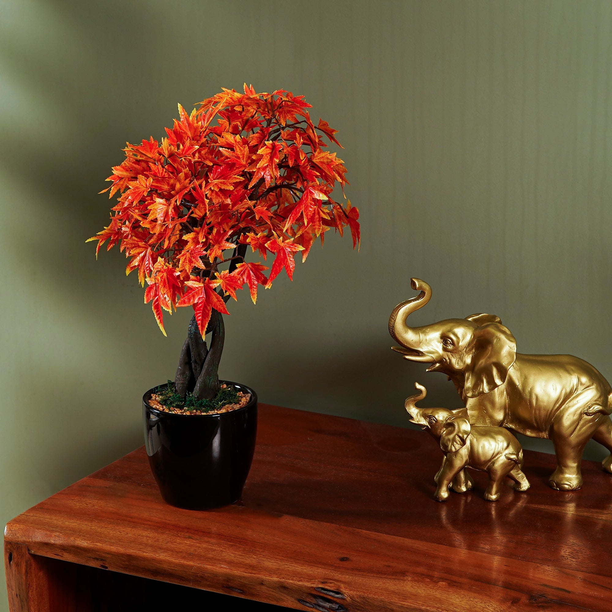 Maple Bonsai Plant - The Artment