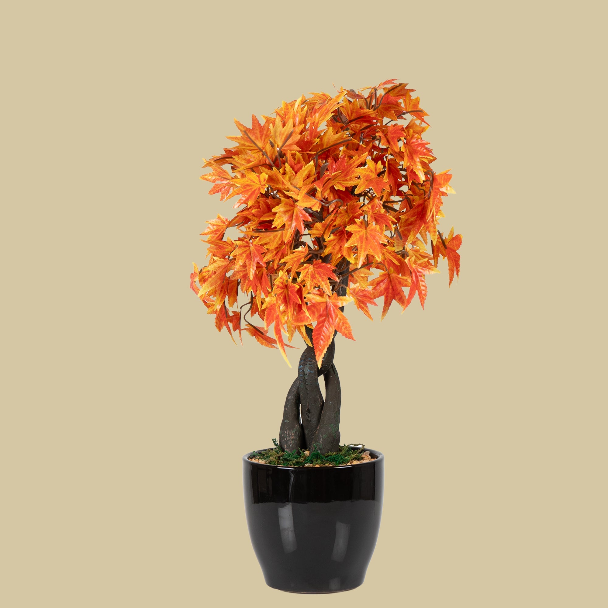 Maple Bonsai Plant - The Artment