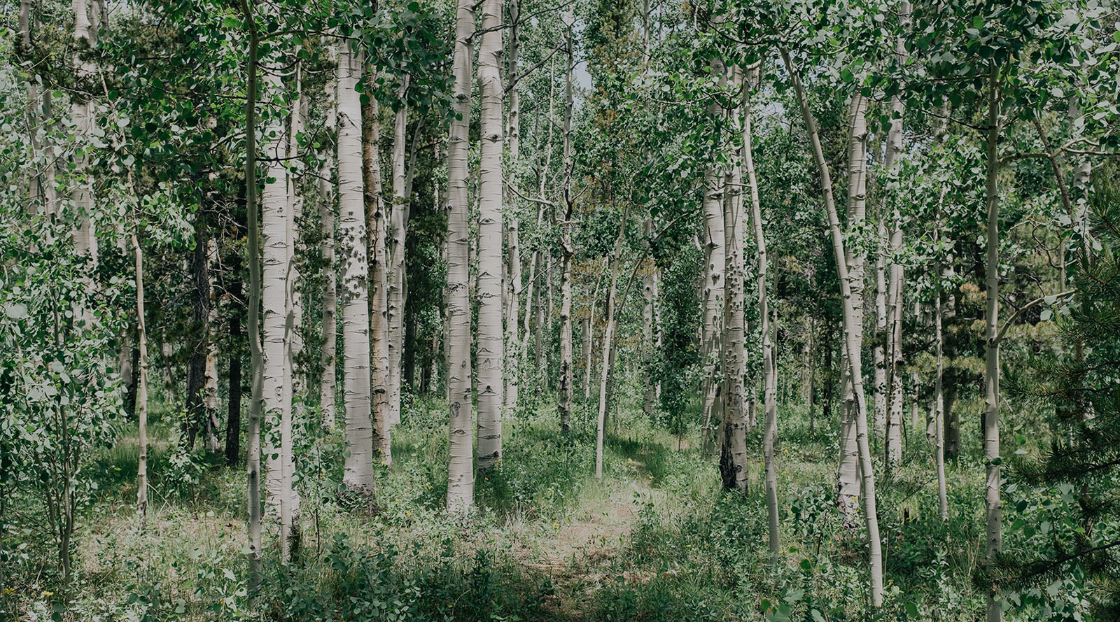 A forest with slender trees and green undergrowth, dappled sunlight illuminating patches on the ground.