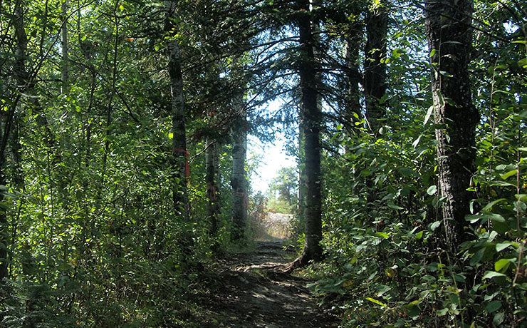 A dirt path winds through a dense forest with tall trees and abundant green foliage. Sunlight filters through the canopy, creating dappled light on the ground.