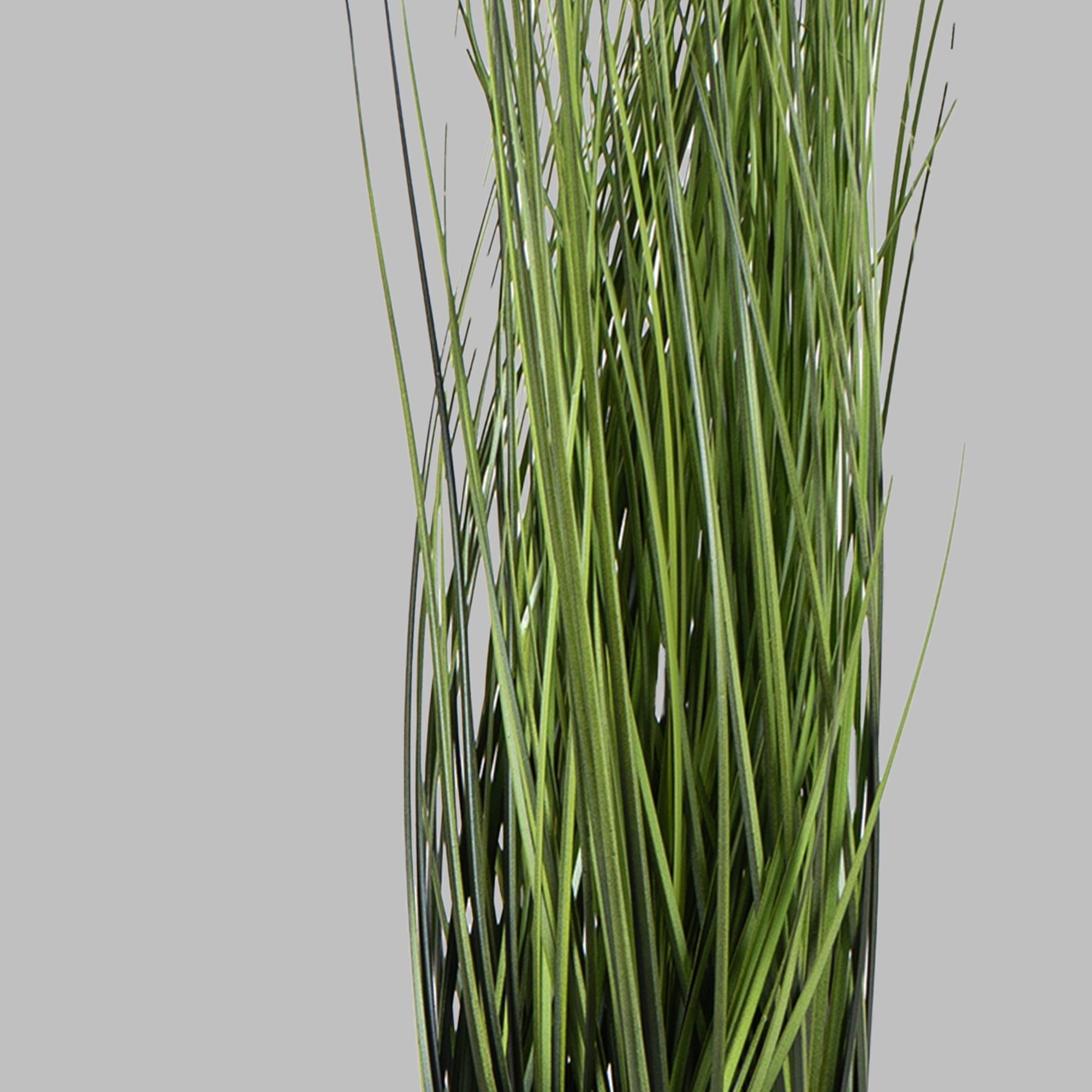 Onion GrassVine - The Artment
