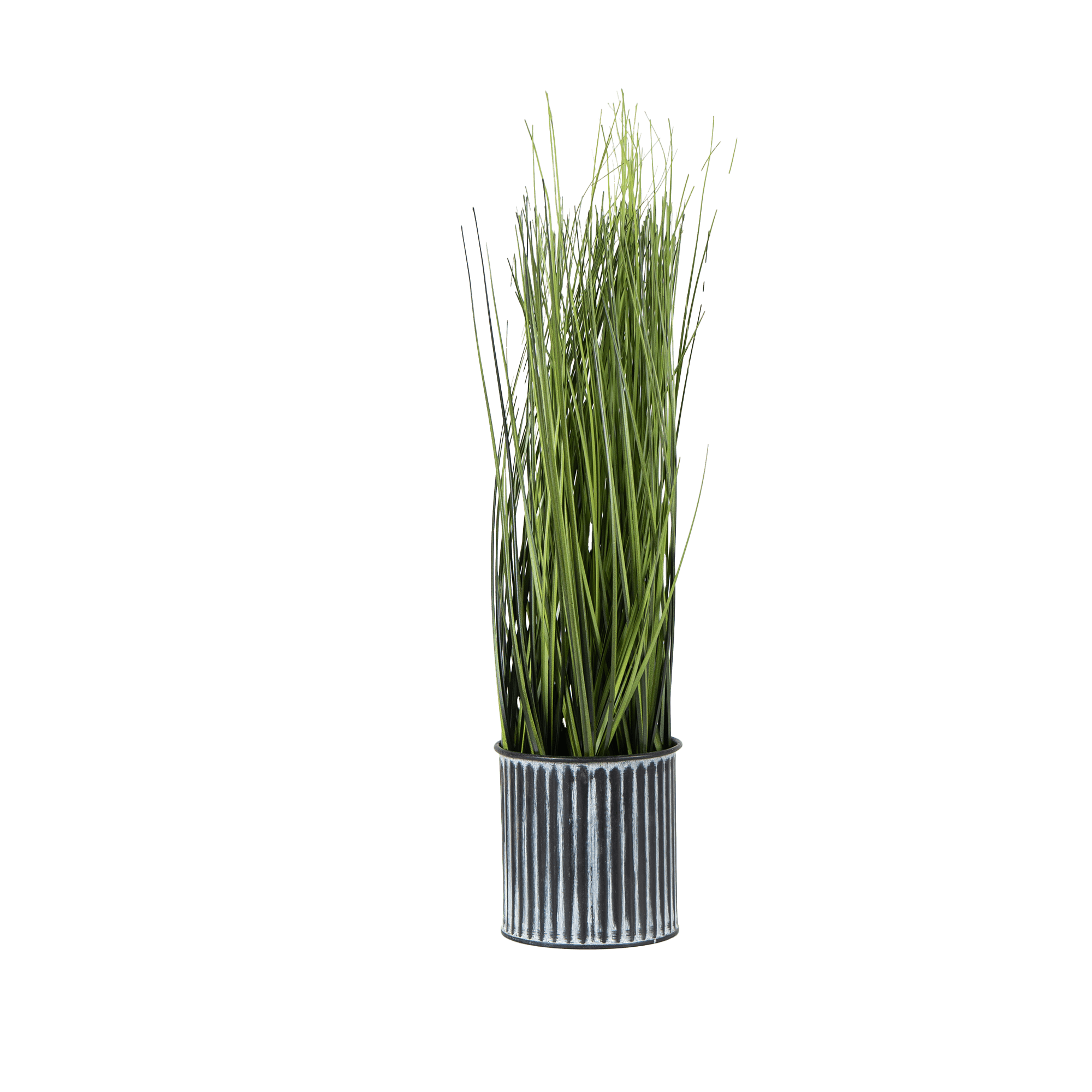 Onion GrassVine - The Artment