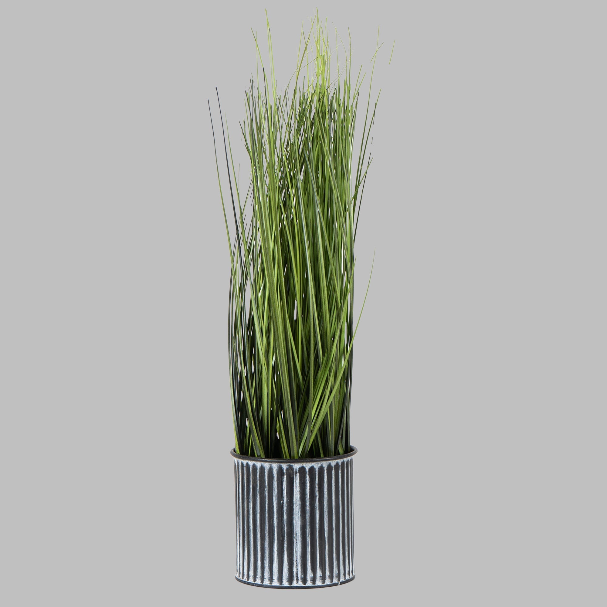 Onion GrassVine - The Artment