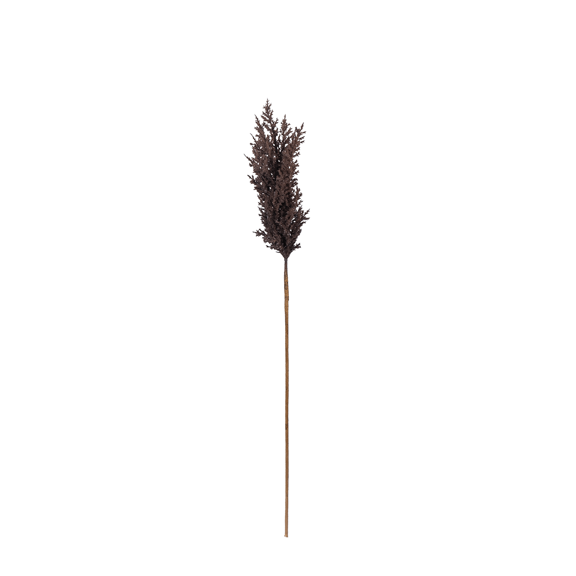 Sabina Pampas Flower - The Artment