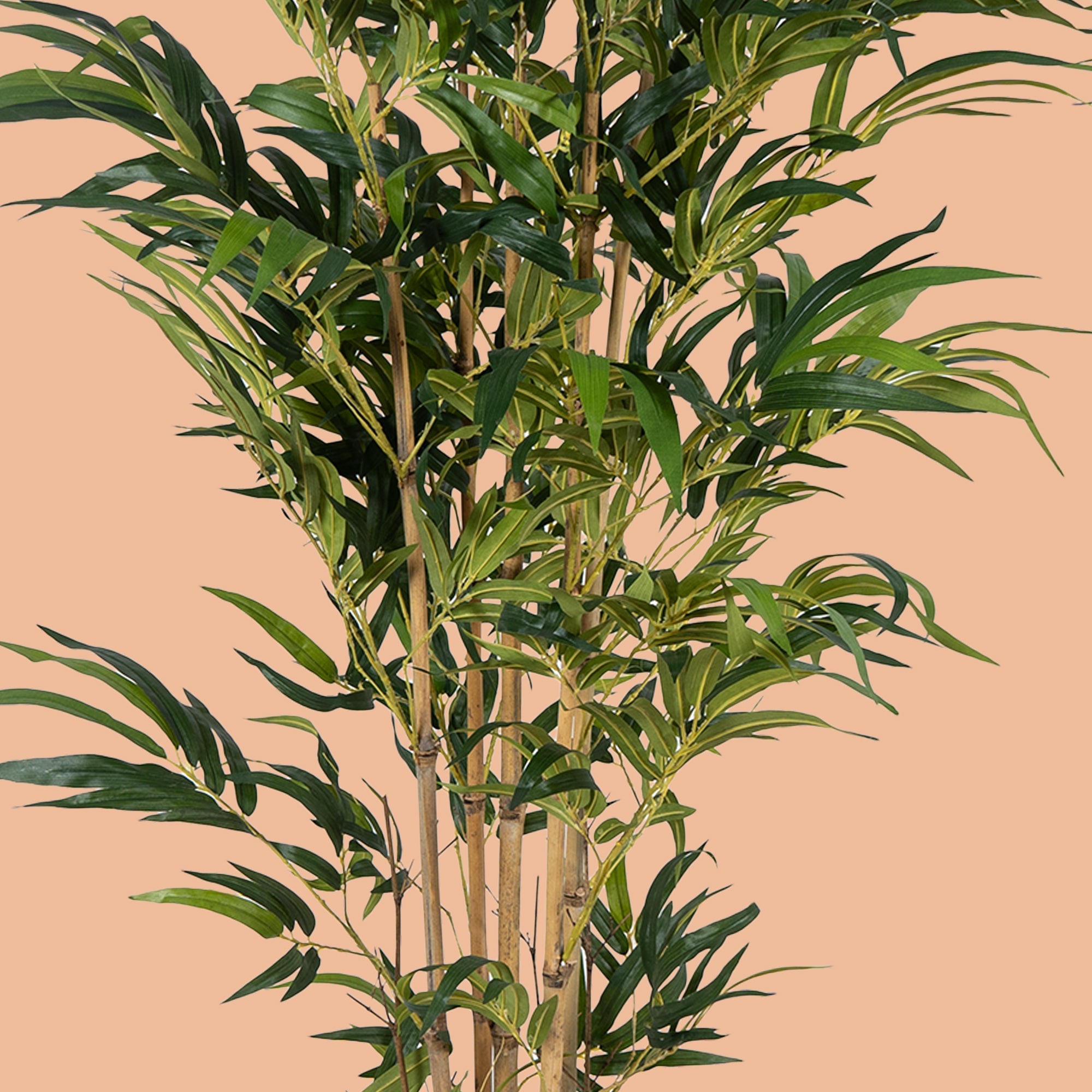 TranquilBamboo - The Artment