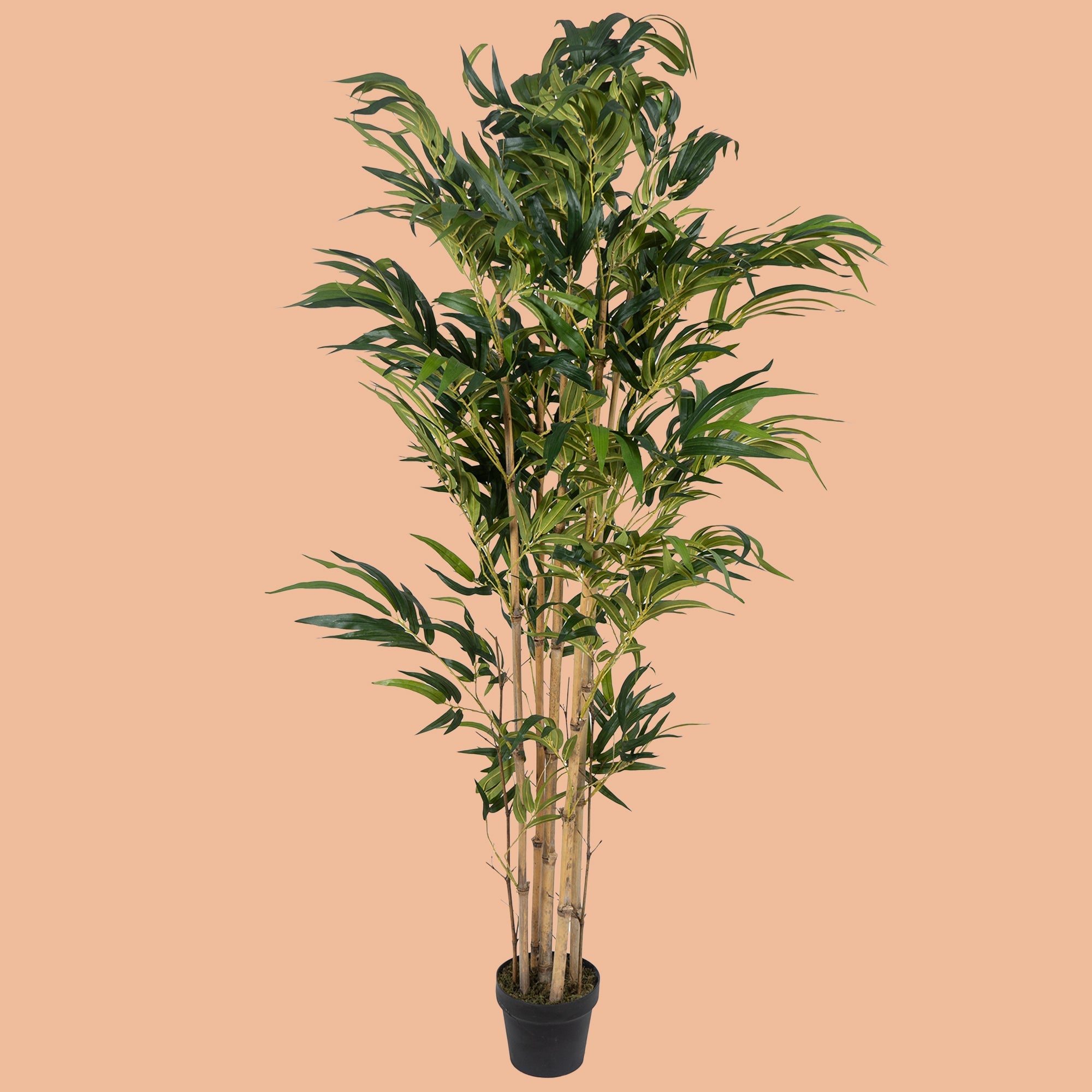 TranquilBamboo - The Artment
