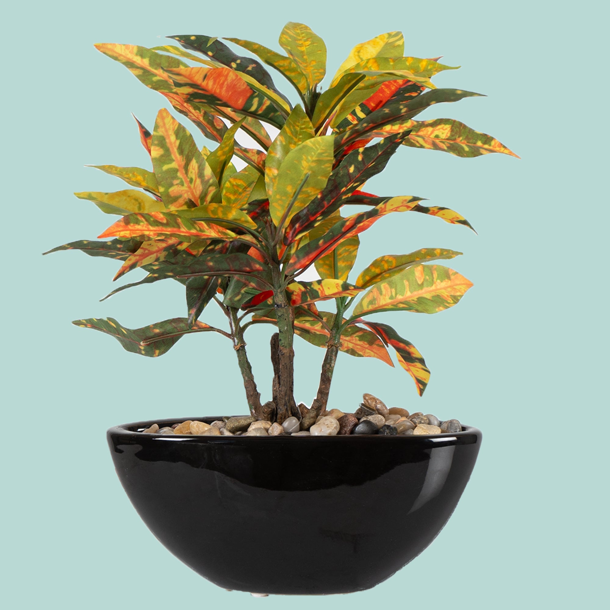 Tropi Garden Croton - The Artment