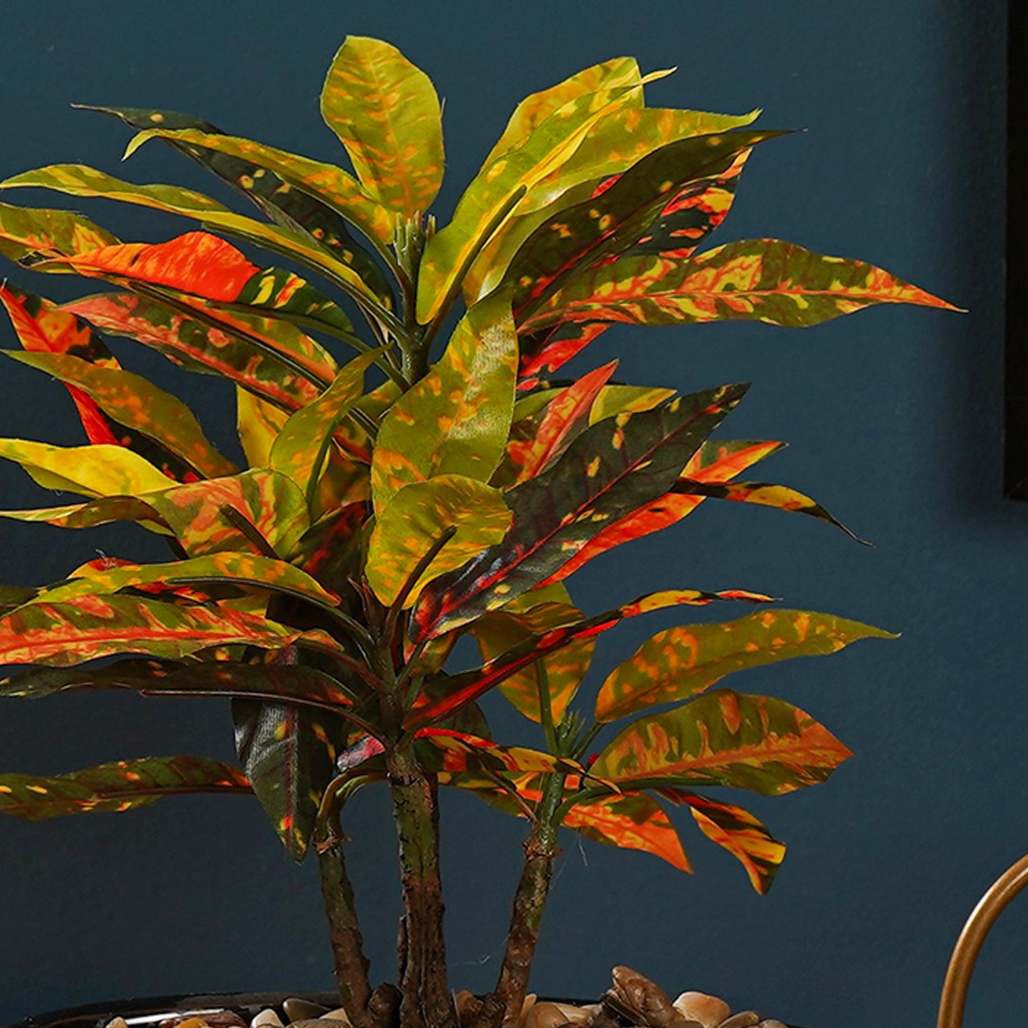 Tropi Garden Croton - The Artment