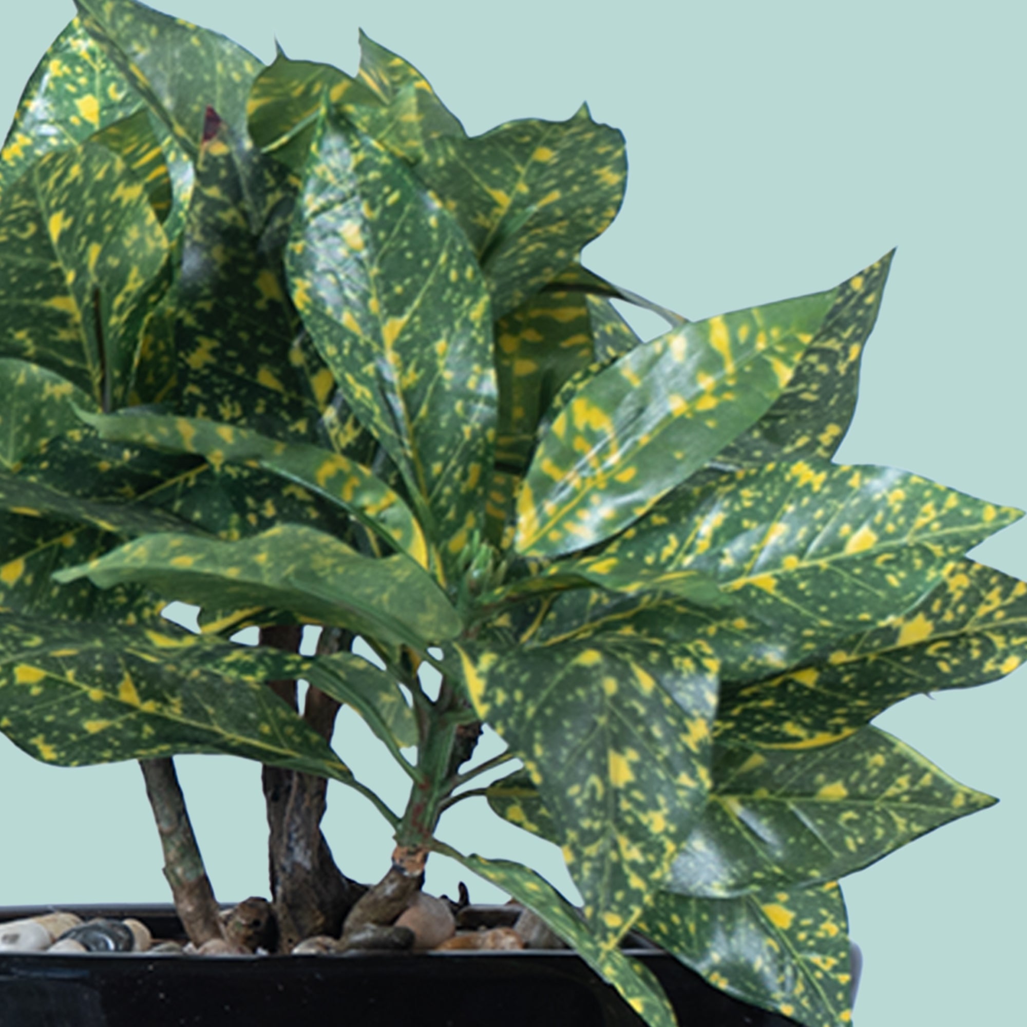Tropi Garden Croton - The Artment