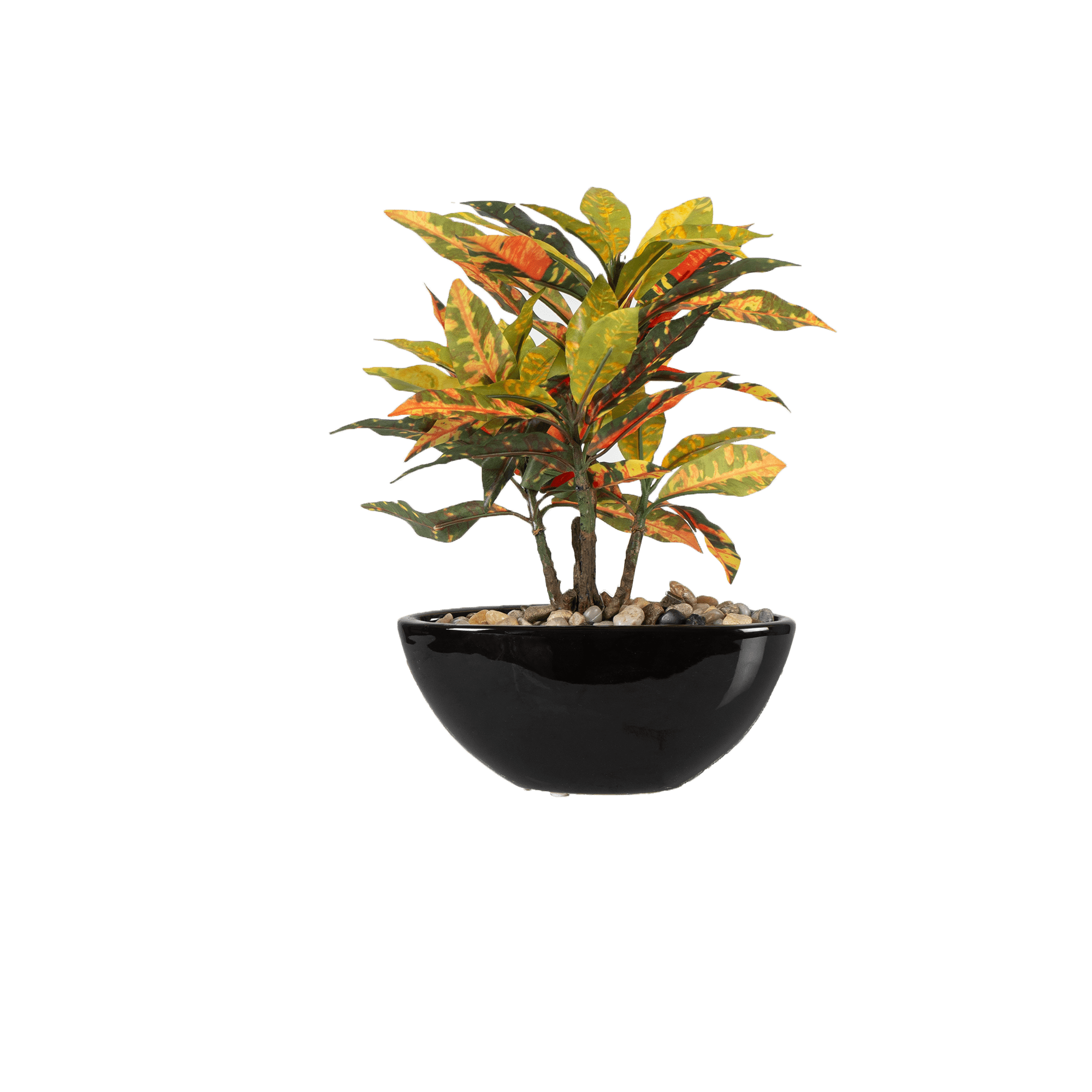 Tropi Garden Croton - The Artment