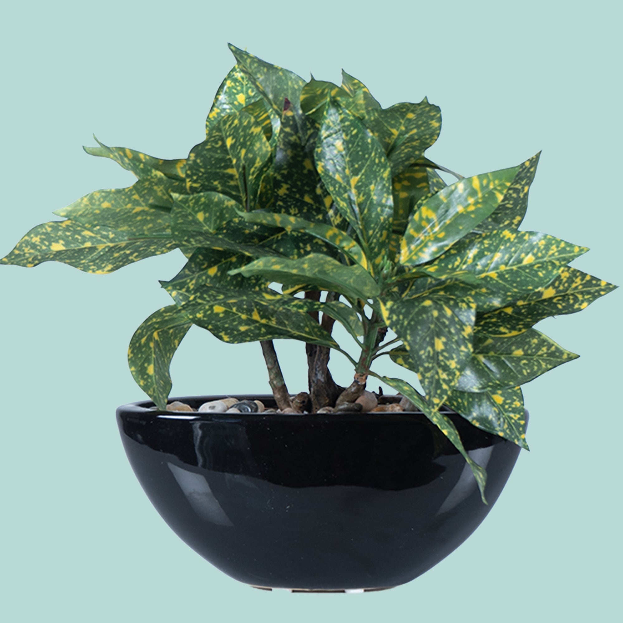 Tropi Garden Croton - The Artment