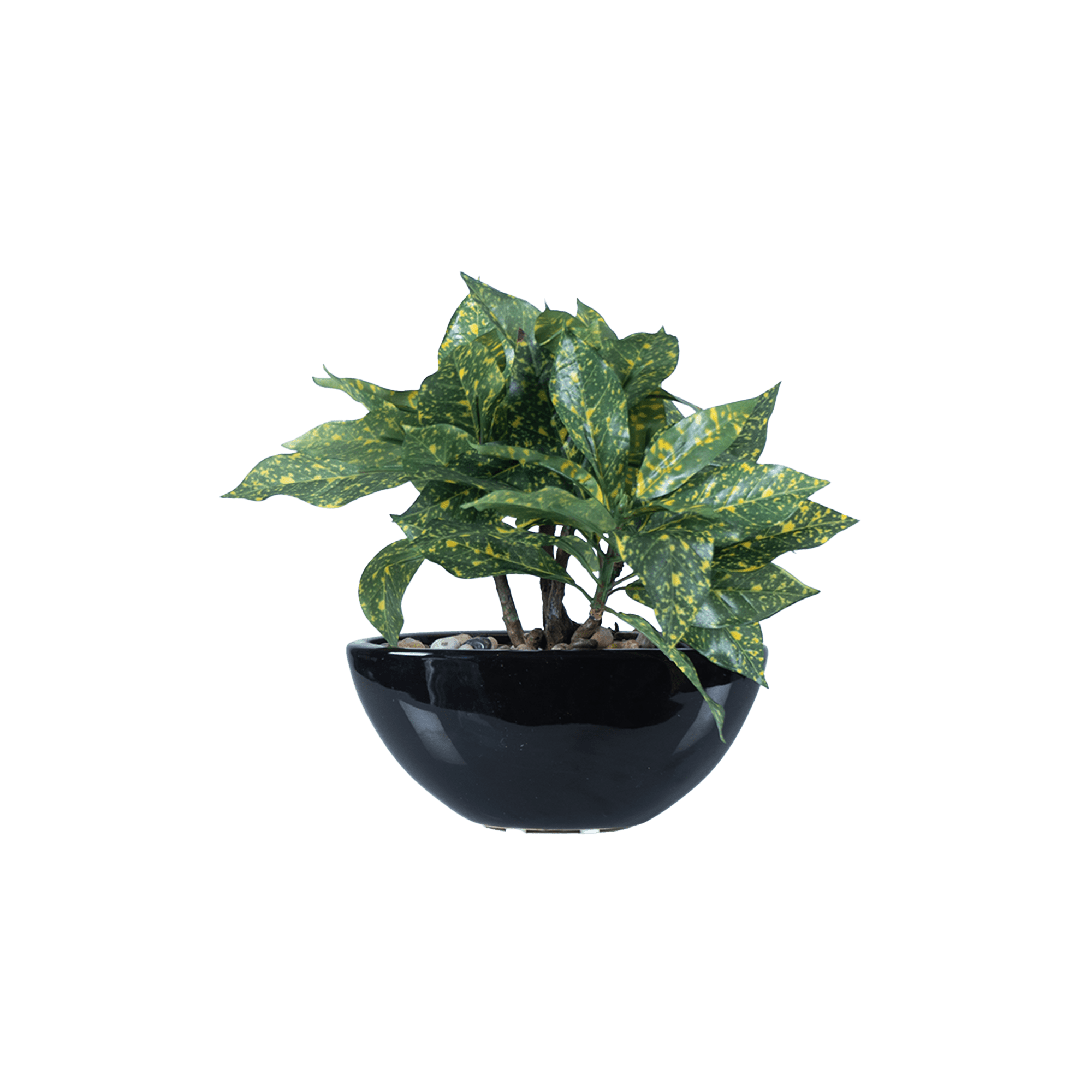 Tropi Garden Croton - The Artment