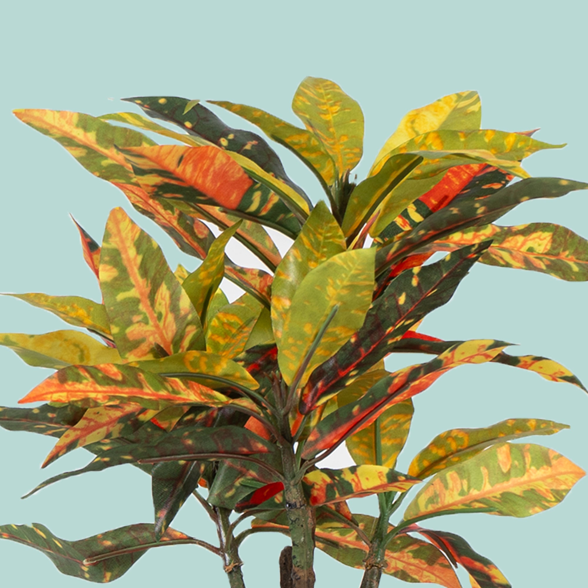 Tropi Garden Croton - The Artment