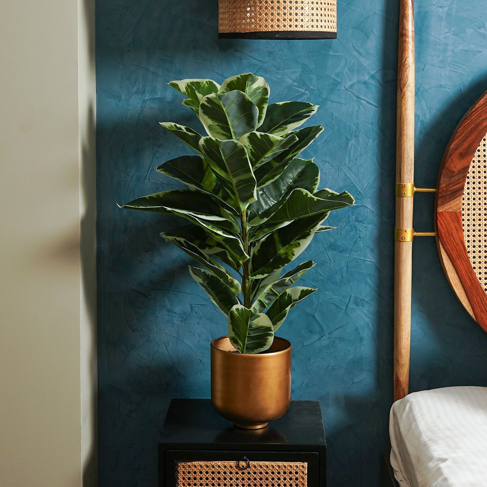 Verdora Rubber plant - The Artment