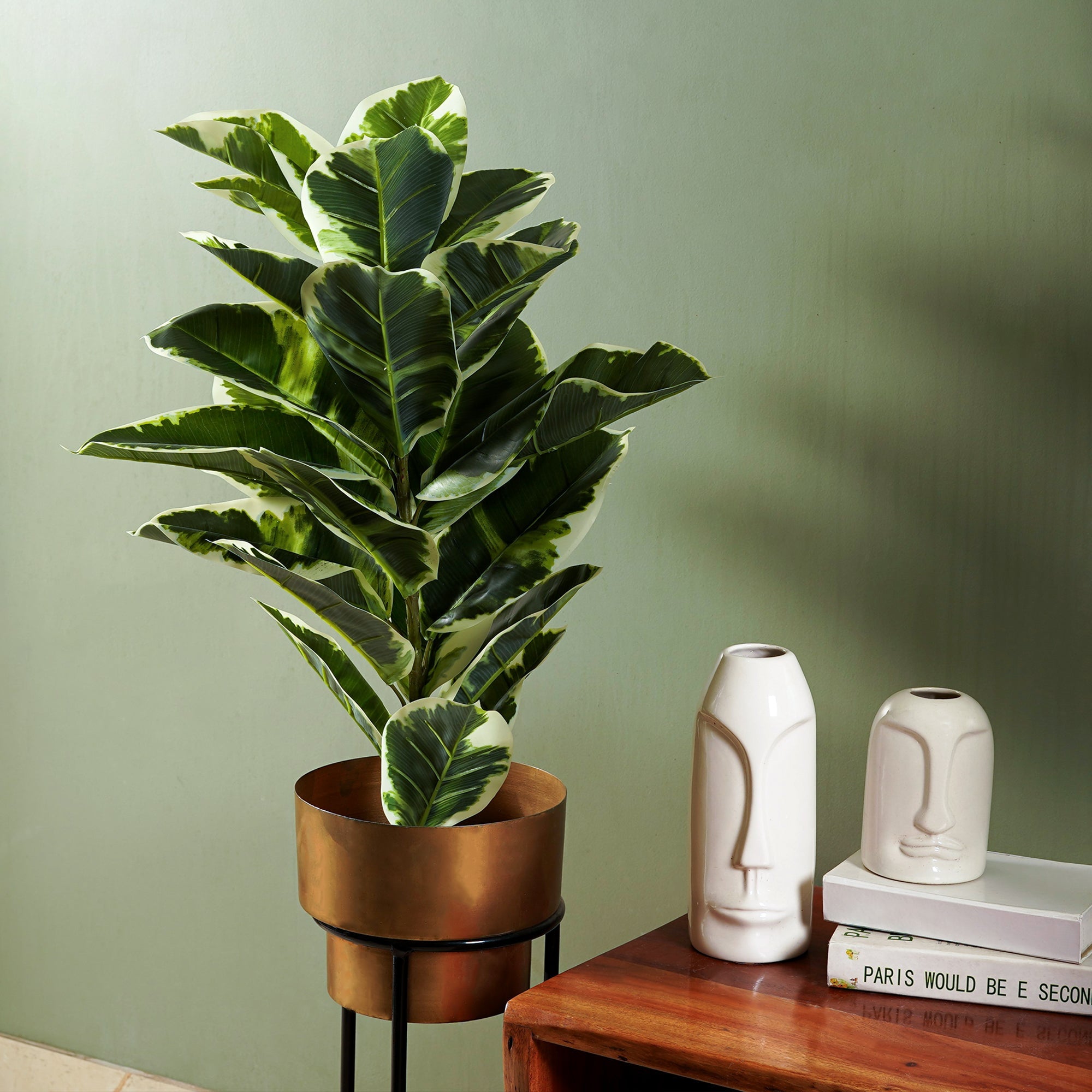 Verdora Rubber plant - The Artment