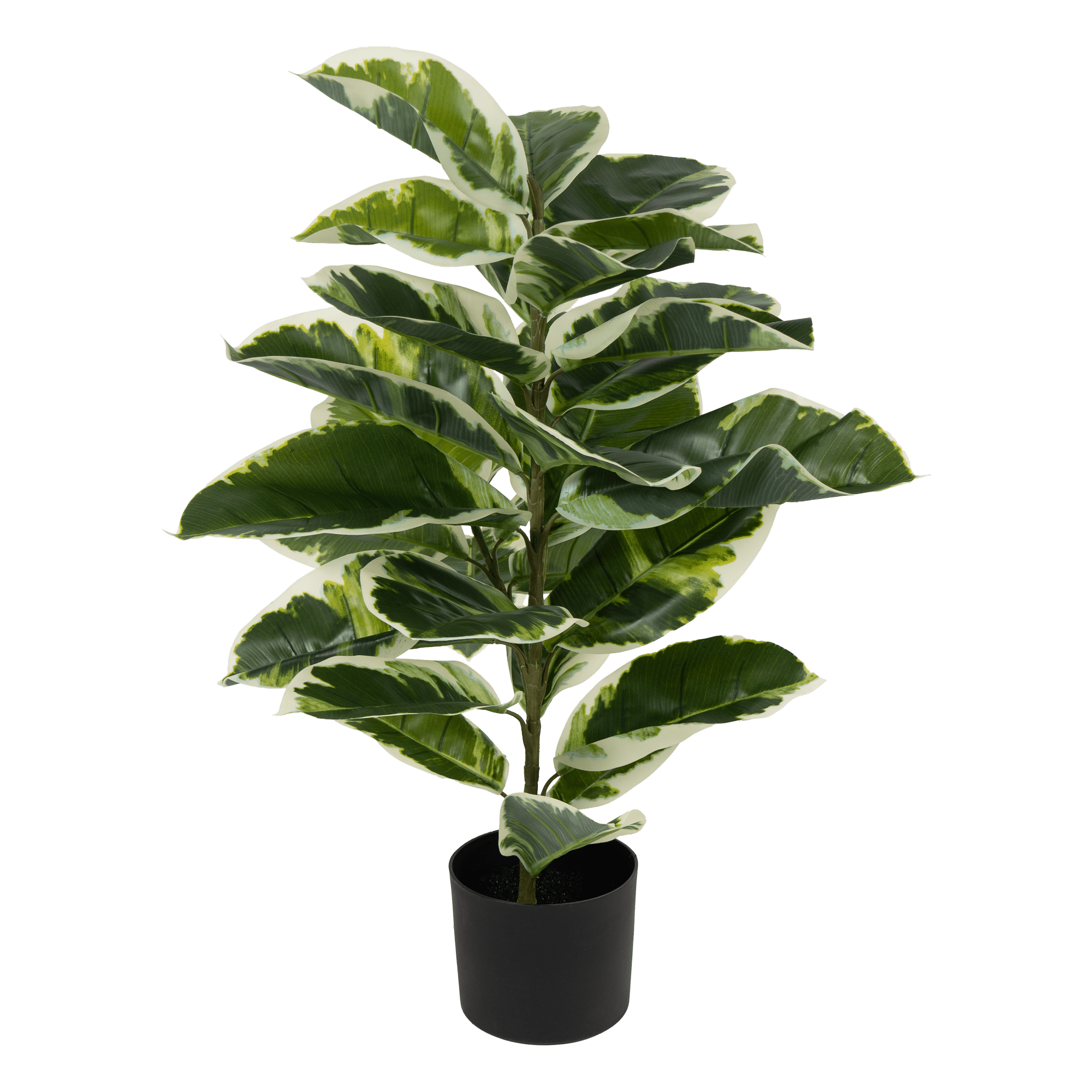 Verdora Rubber plant - The Artment