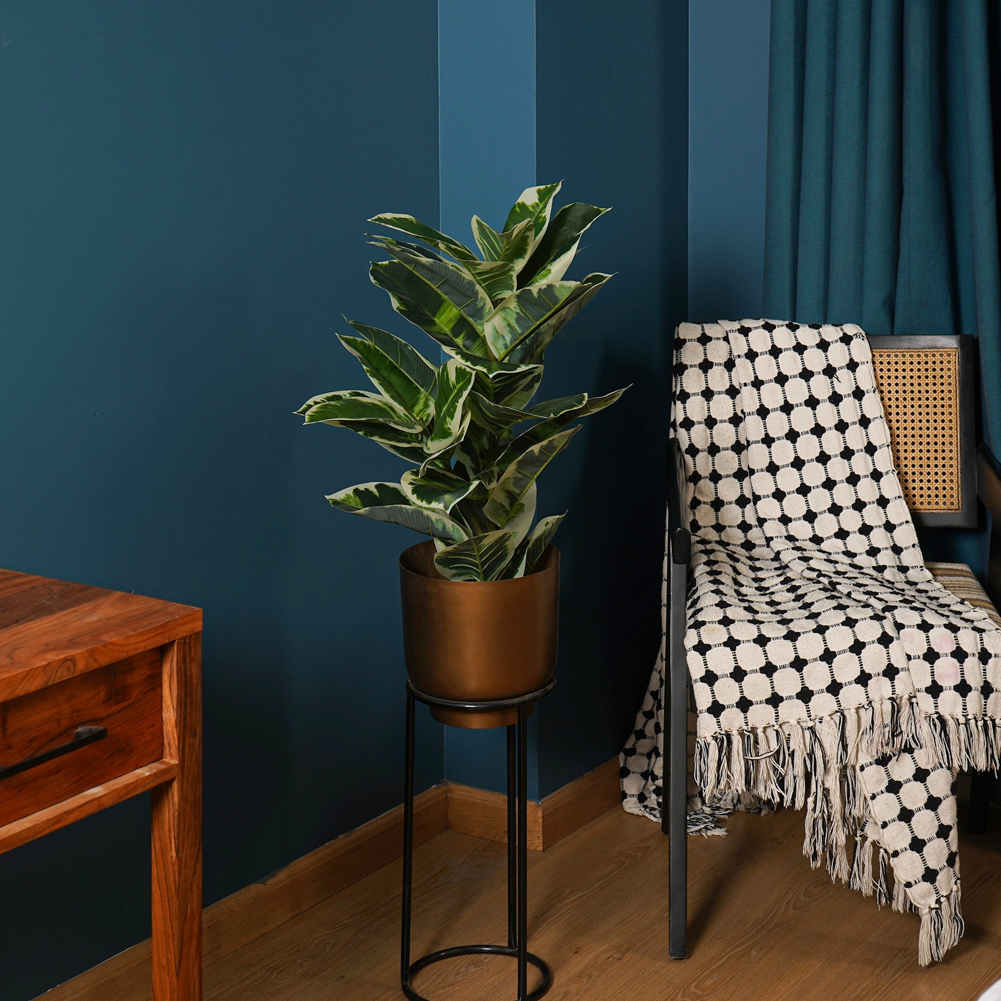 Verdora Rubber plant - The Artment