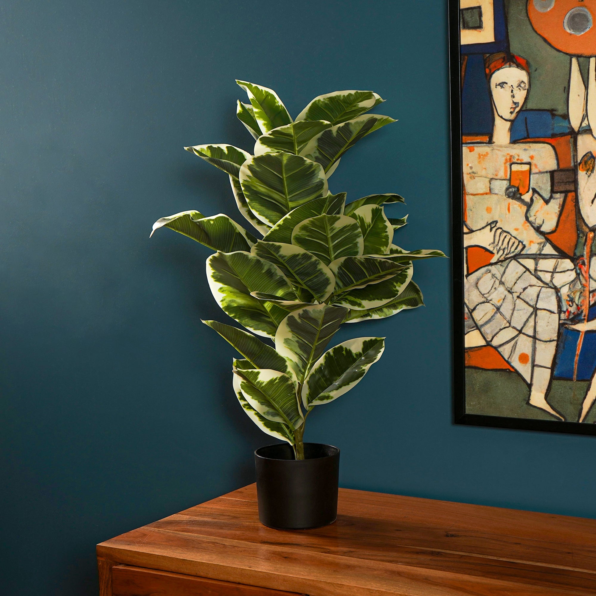 Verdora Rubber plant - The Artment