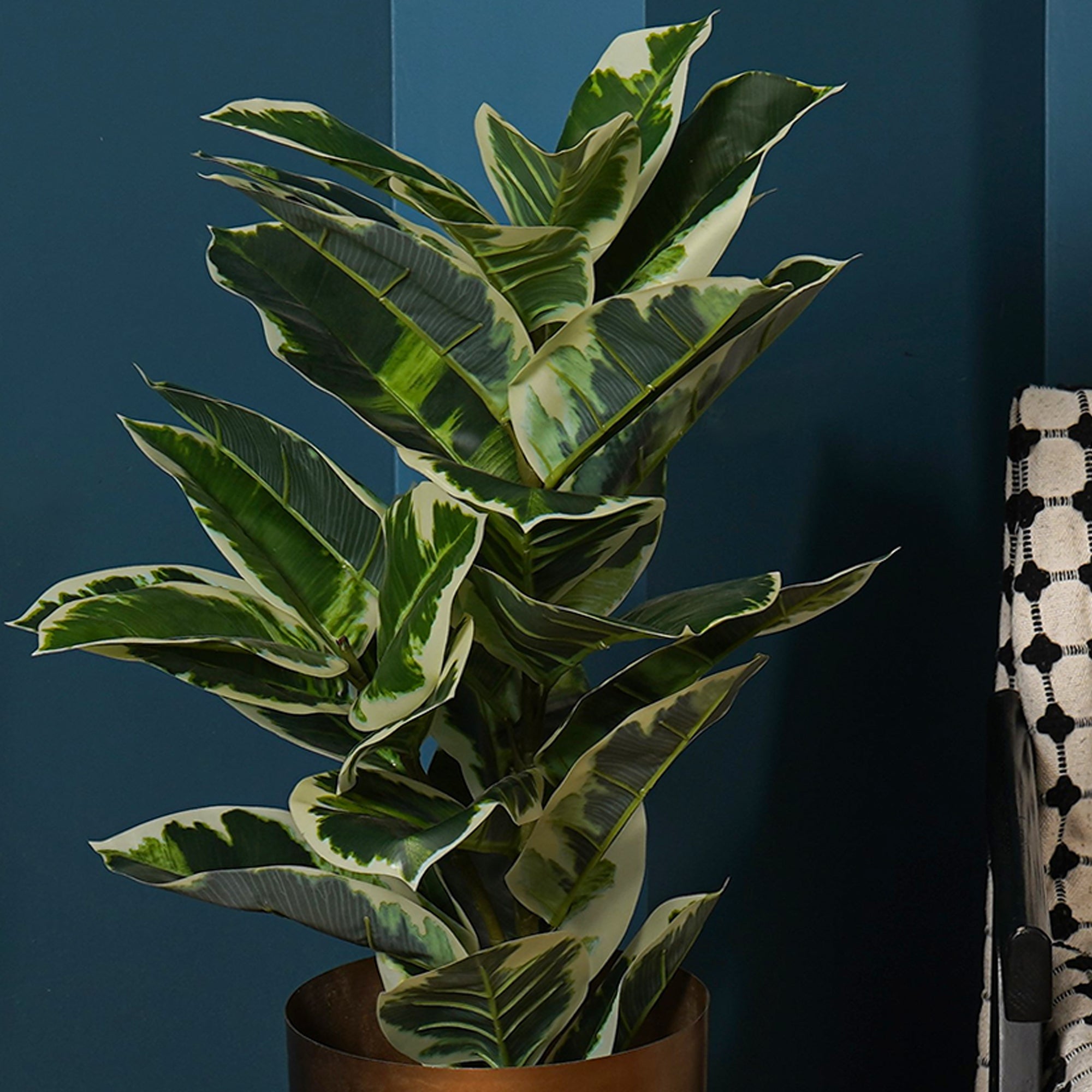 Verdora Rubber plant - The Artment