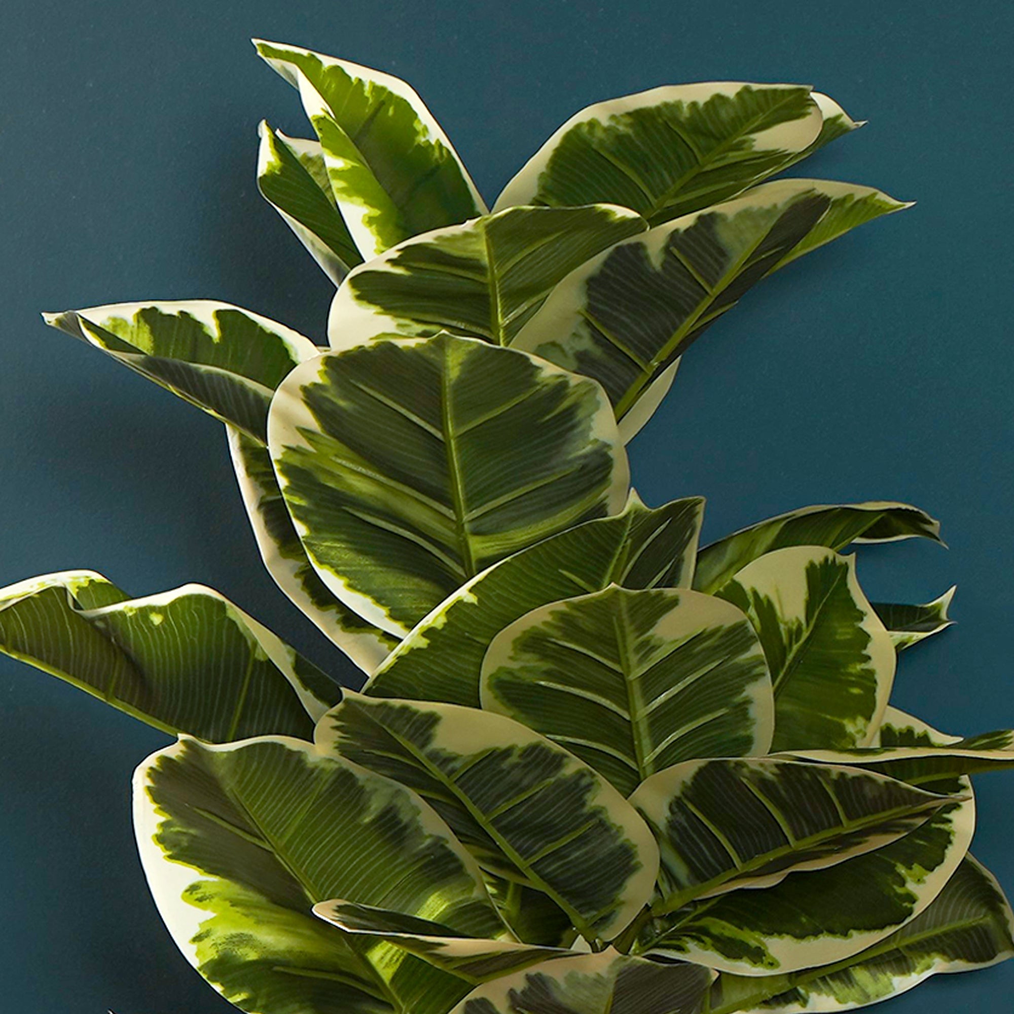 Verdora Rubber plant - The Artment