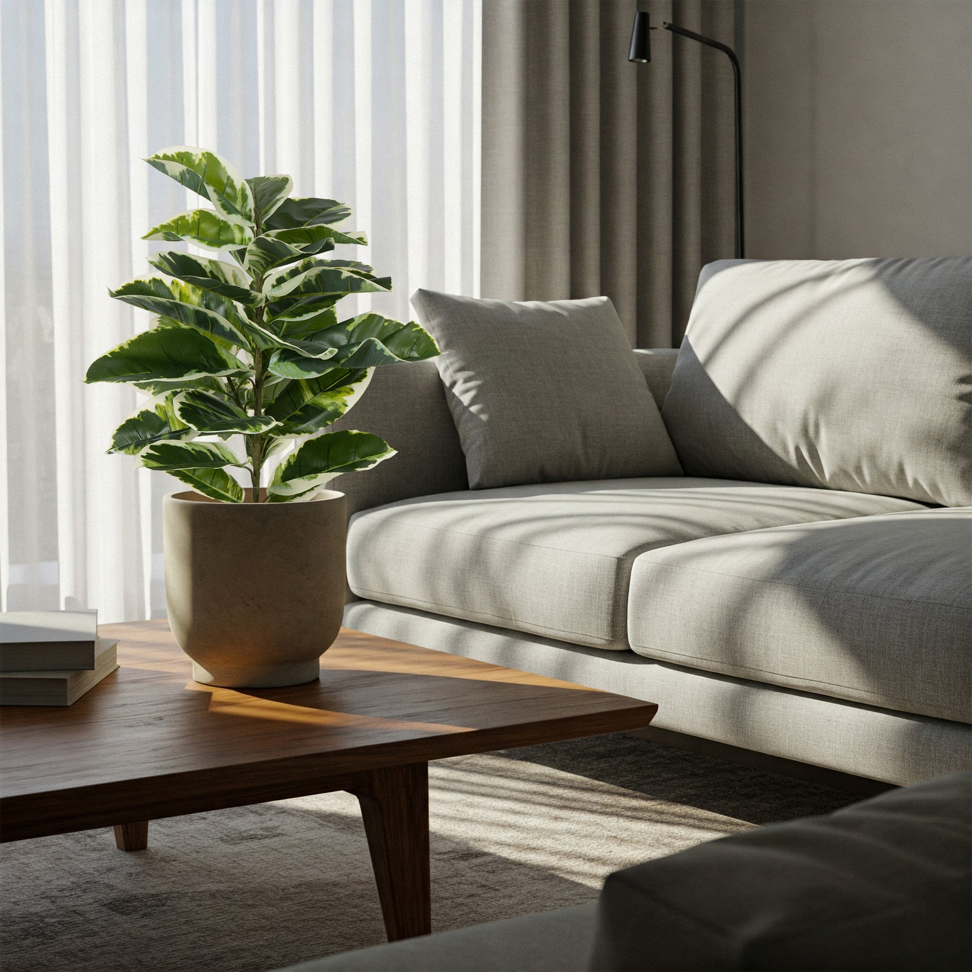 Verdora Rubber plant - The Artment