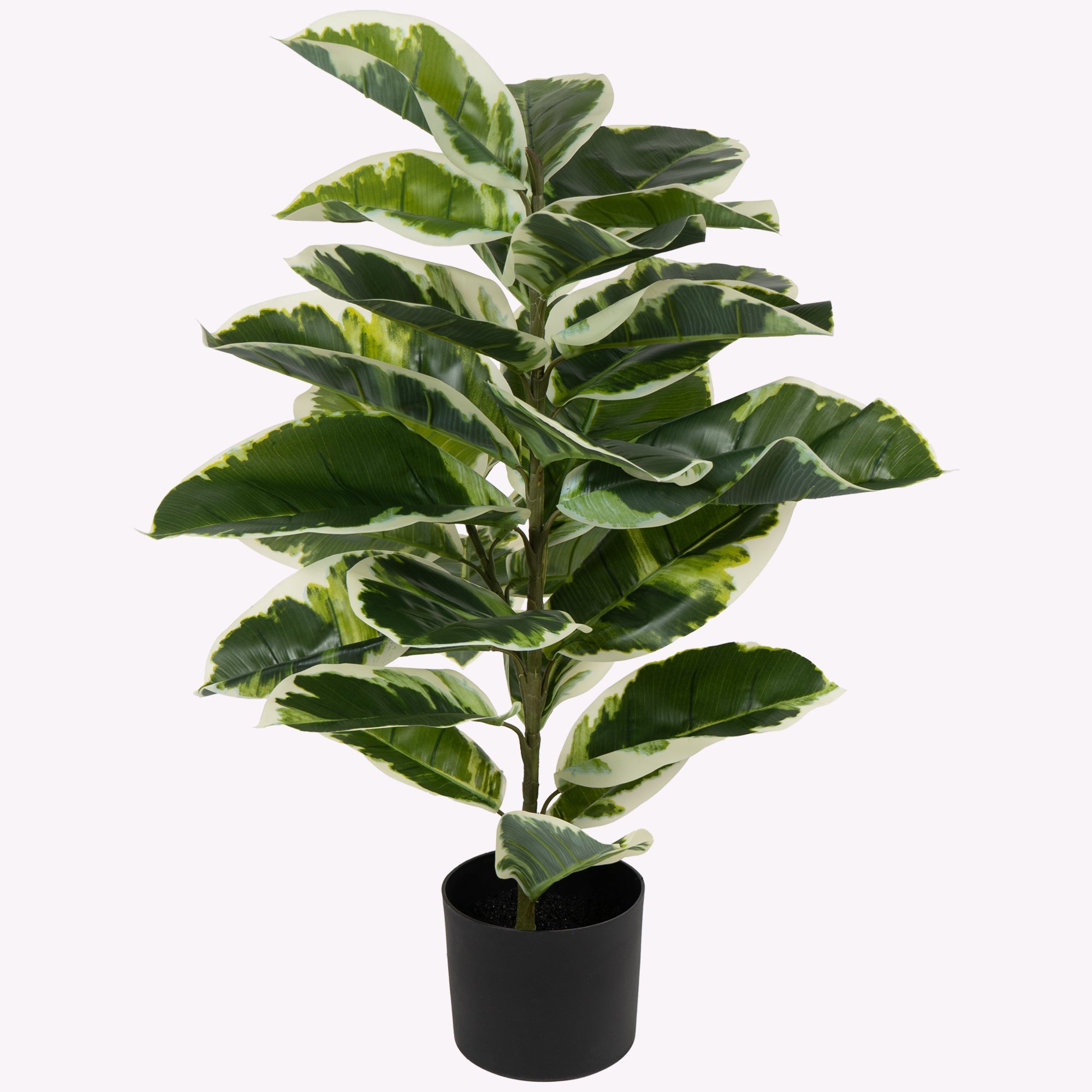 Verdora Rubber plant - The Artment