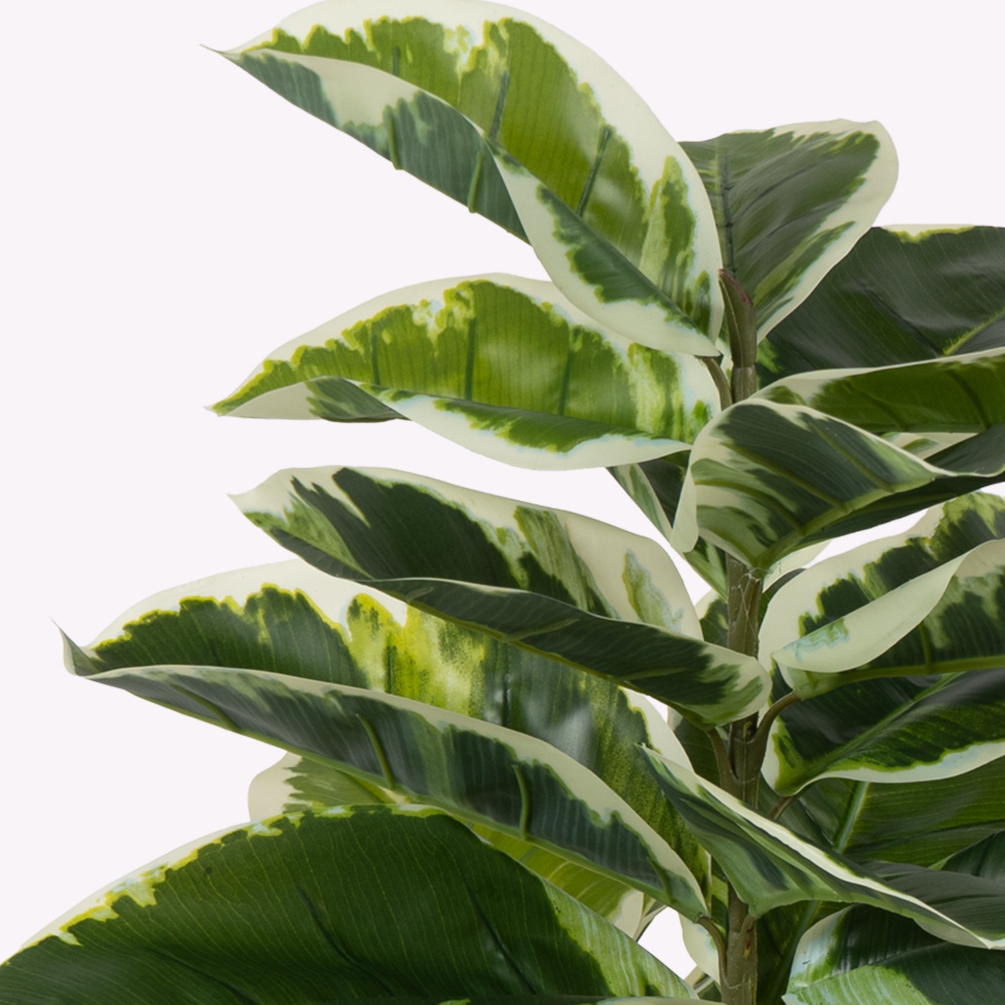 Verdora Rubber plant - The Artment