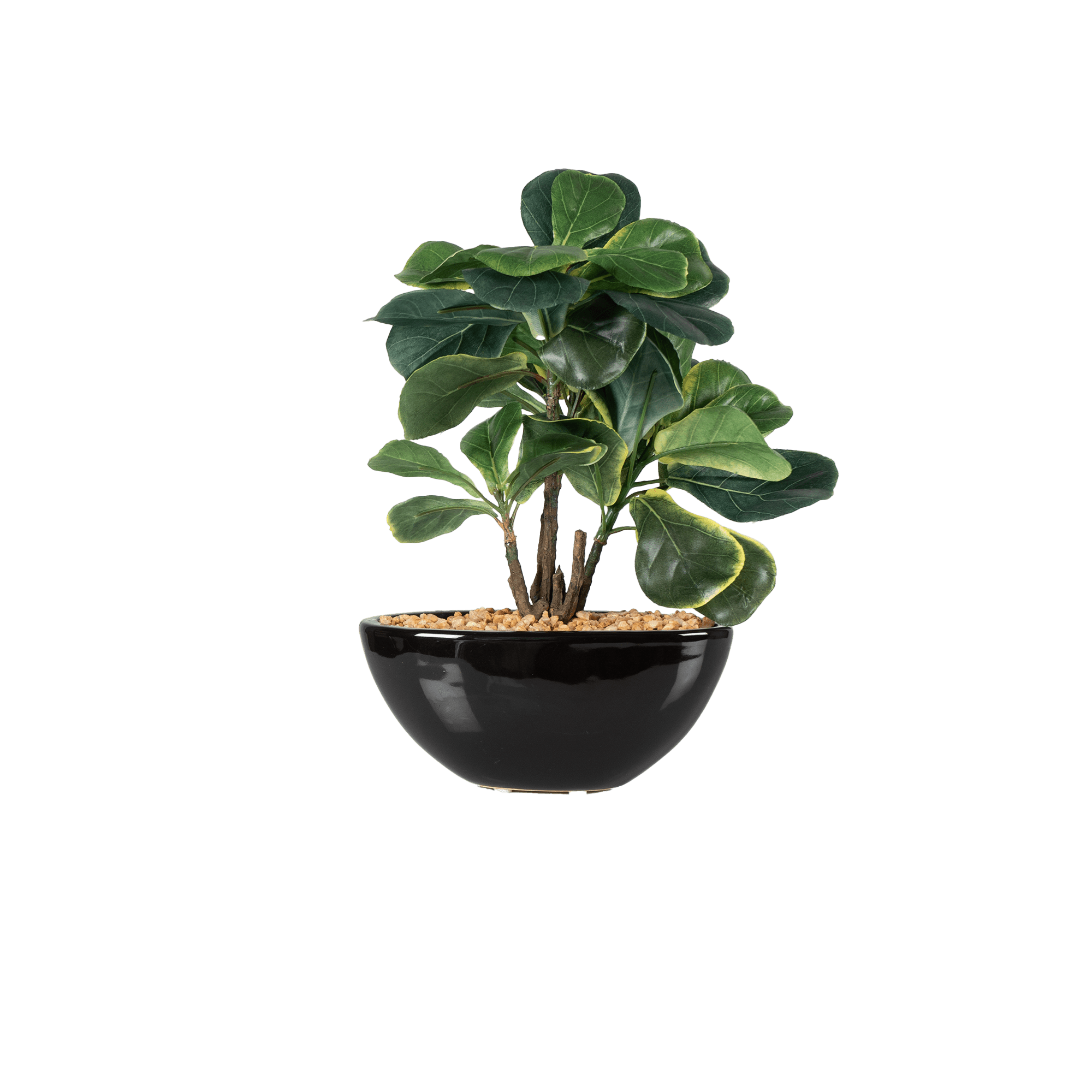 Zen Leaf Bonsai - The Artment