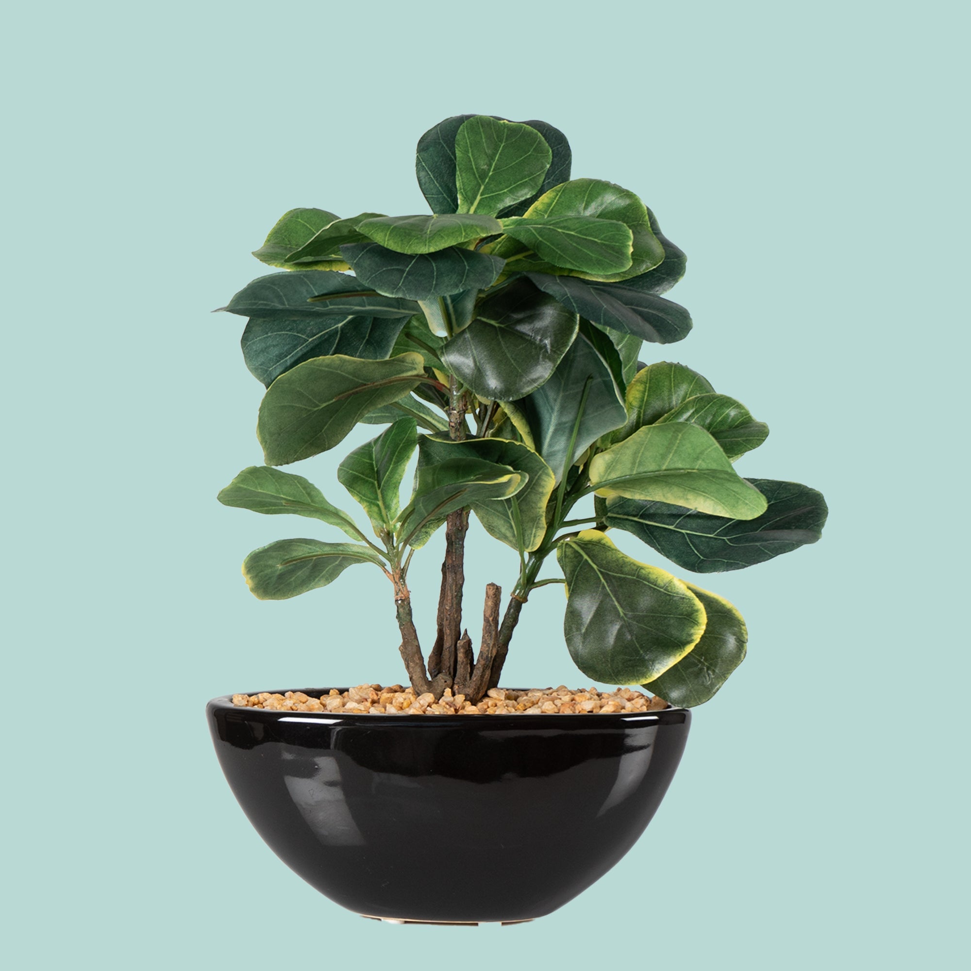 Zen Leaf Bonsai - The Artment